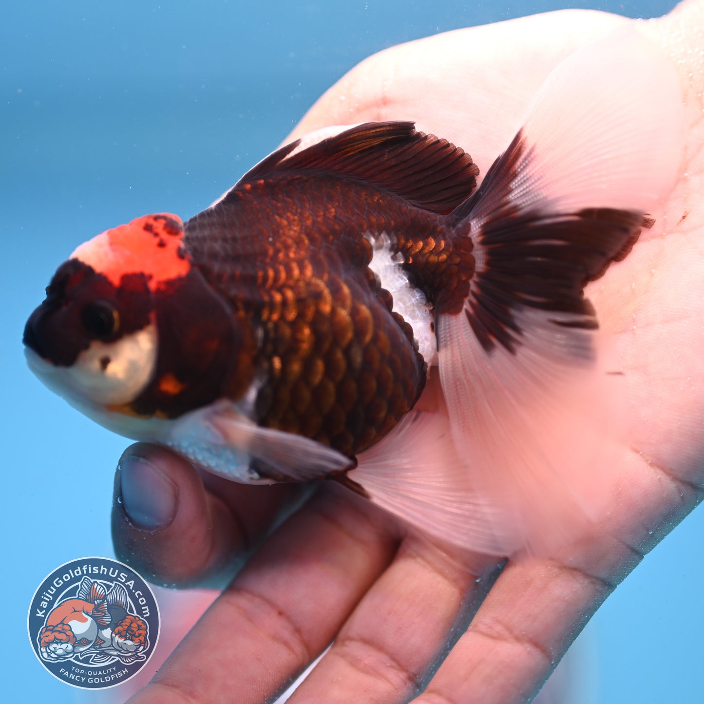 Tricolor Oranda 3.25 inches Body (250530_OR13)