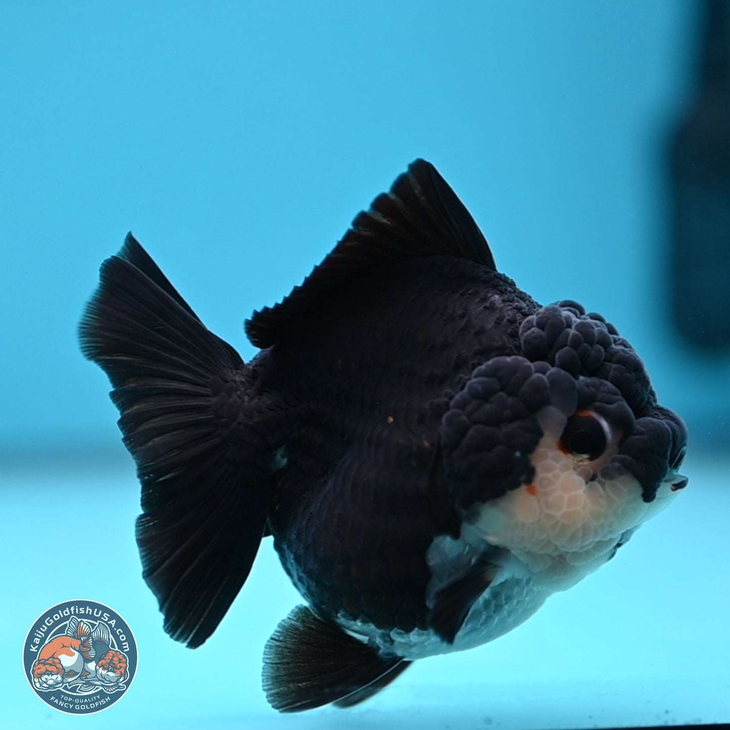 Panda YuanBao Oranda 3 inches Body - Female (241227_OR13) - Kaiju Goldfish USA