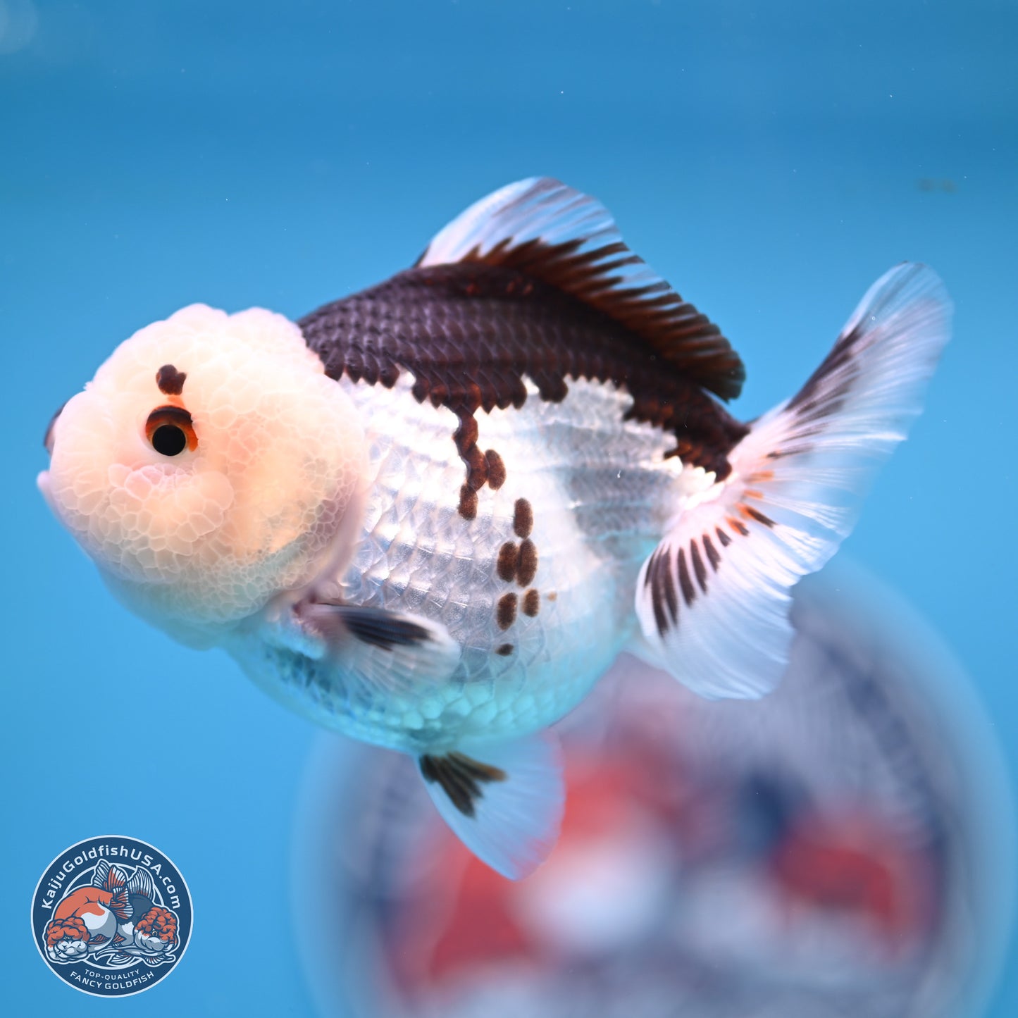 Panda Oranda 3.5-4.5 inches (241004_OR13) - Kaiju Goldfish USA