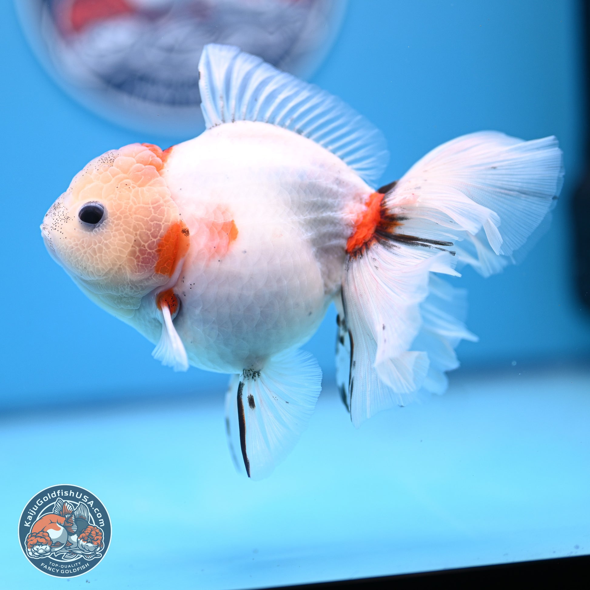 Calico Rose Tail Oranda 4-5 inches (240920_OR13) - Kaiju Goldfish USA