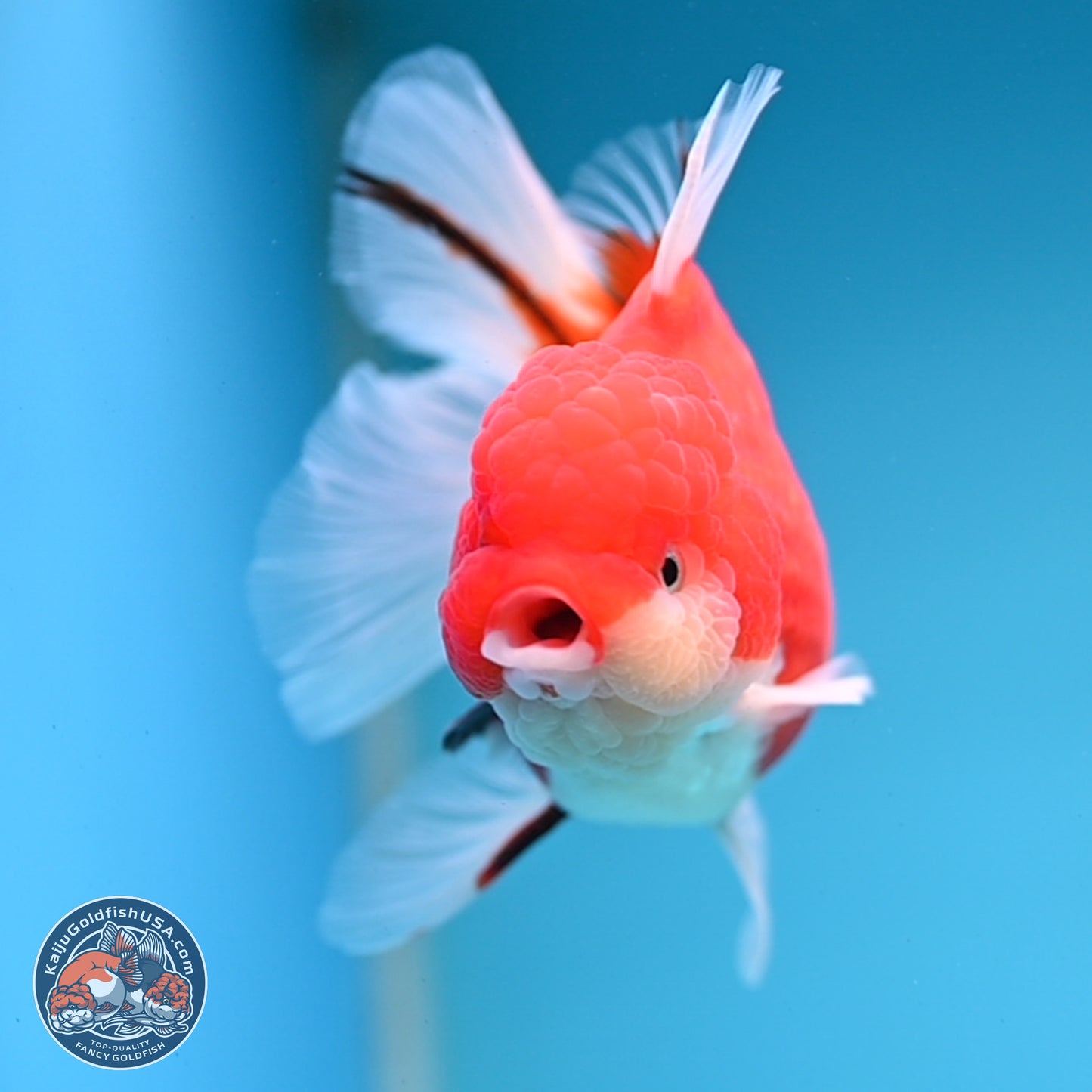 Tricolor Sakura Rose Tail Oranda 3.5 inches Body - Female (250228_OR13)