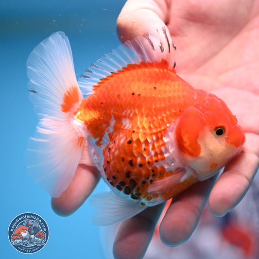 Tricolor YuanBao Oranda 4 inches - Female(241206_OR13) - Kaiju Goldfish USA