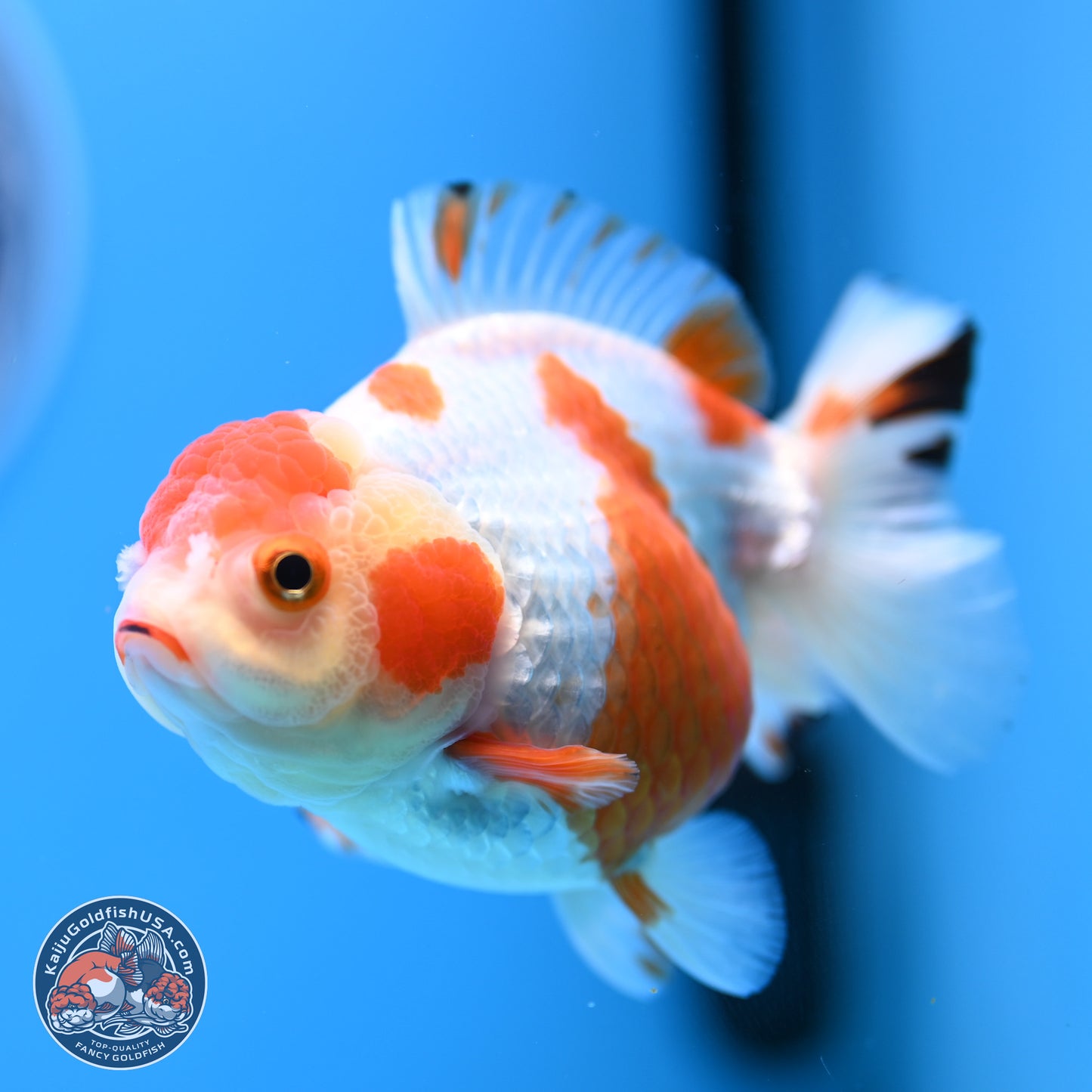 Shogun Red White YuanBao Oranda 3.8in Body (240802_OR13) - Kaiju Goldfish USA