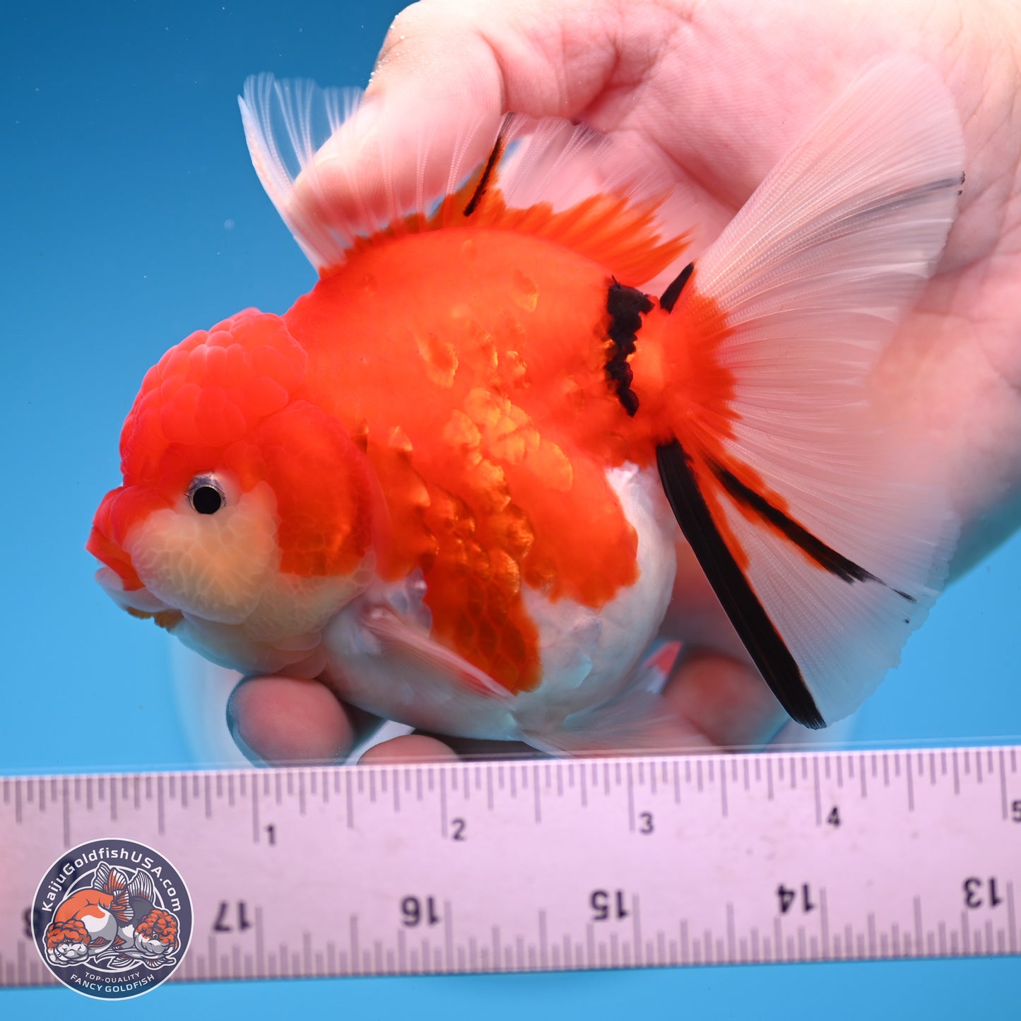 Tricolor Sakura Rose Tail Oranda 3.5 inches Body - Female (250228_OR13)