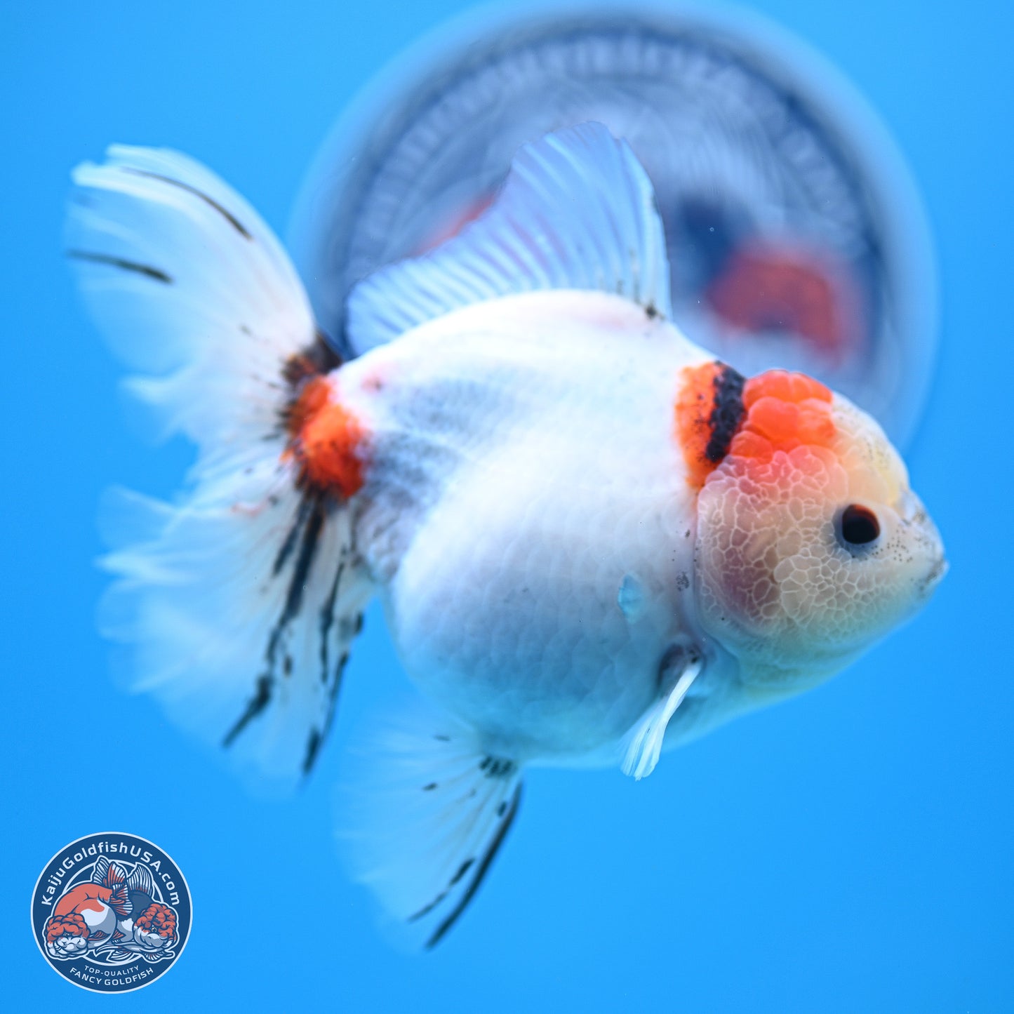 Calico Rose Tail Oranda 4-5 inches (240920_OR13) - Kaiju Goldfish USA