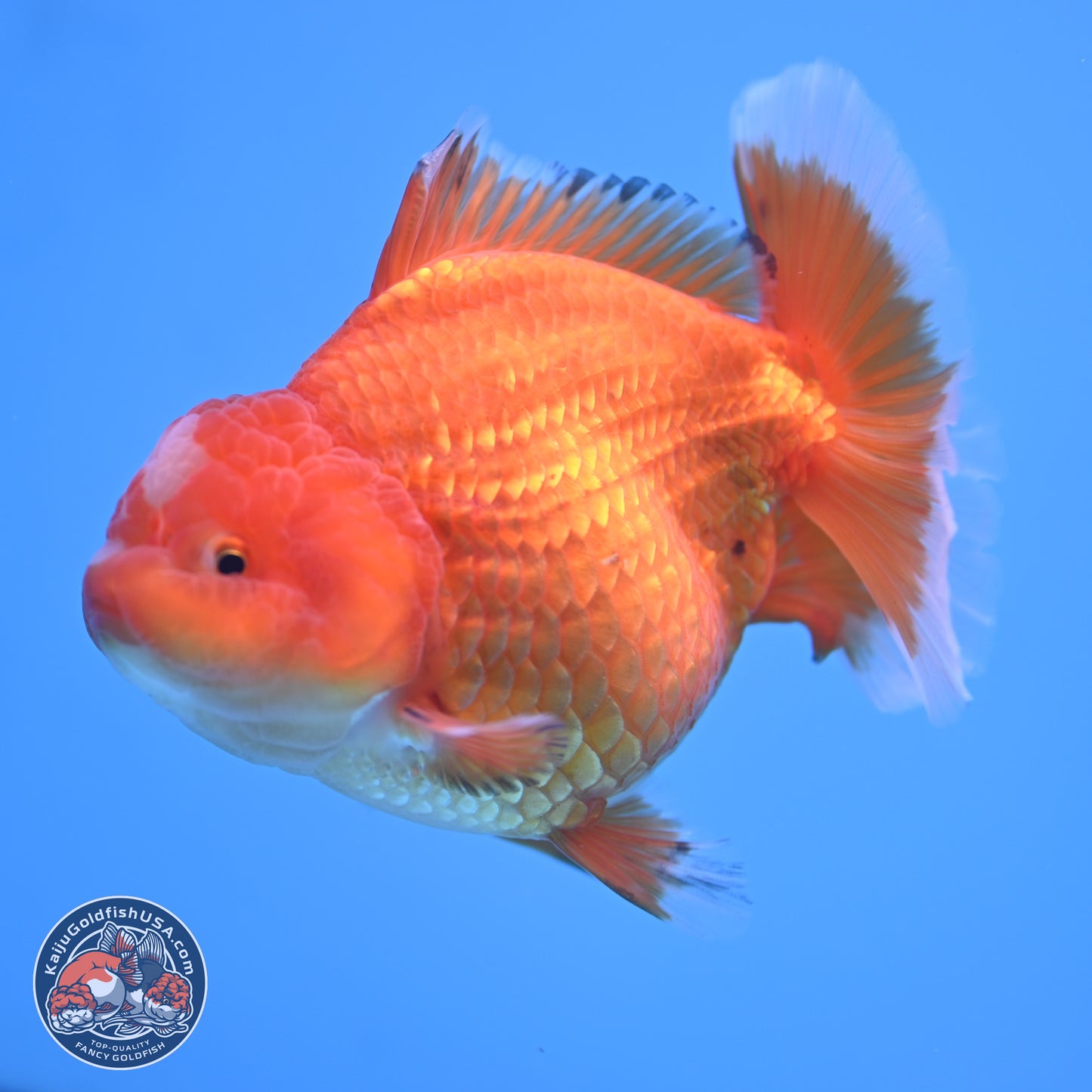 Classic Red Jade Seal Broad Tail Oranda 5 inches - Female (241115_OR13) - Kaiju Goldfish USA