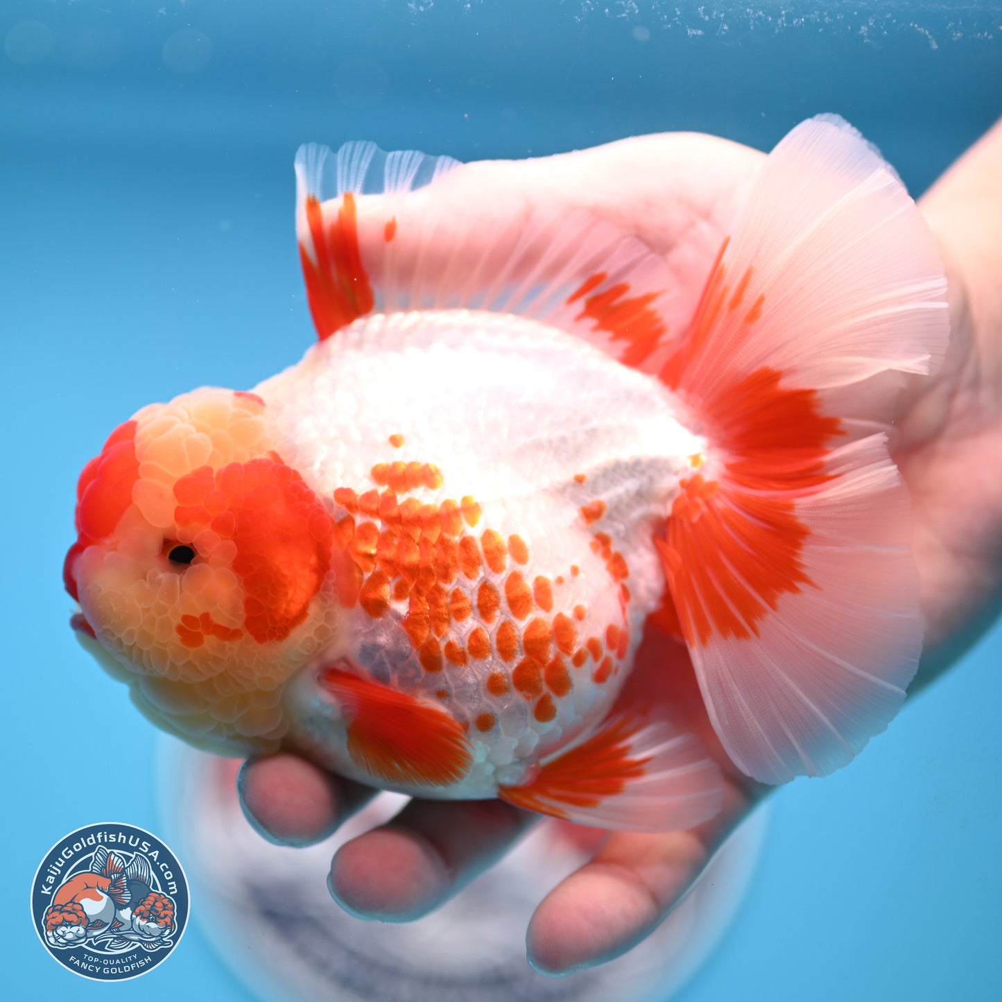 Polka Dot Red White Orchid Tail Oranda 4.5 inches Body - Female (250214_OR13)