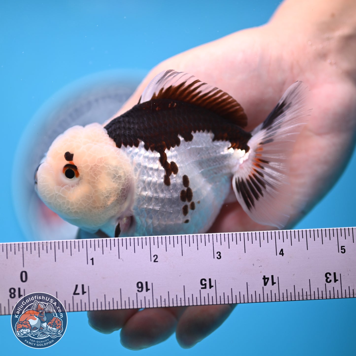 Panda Oranda 3.5-4.5 inches (241004_OR13) - Kaiju Goldfish USA