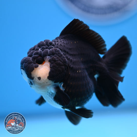 Panda YuanBao Oranda 3 inches Body - Female (241227_OR13) - Kaiju Goldfish USA