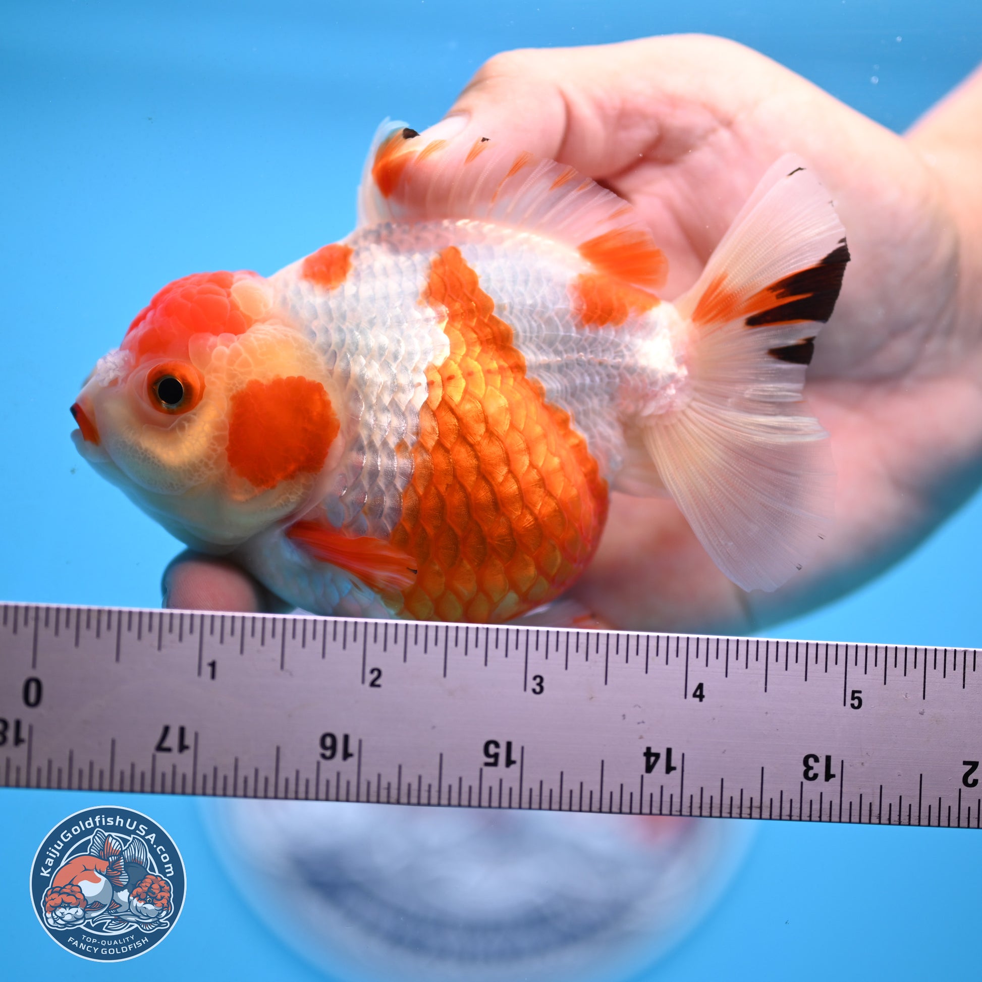 Shogun Red White YuanBao Oranda 3.8in Body (240802_OR13) - Kaiju Goldfish USA