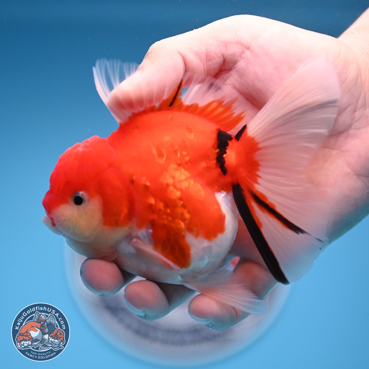 Tricolor Sakura Rose Tail Oranda 3.5 inches Body - Female (250228_OR13)