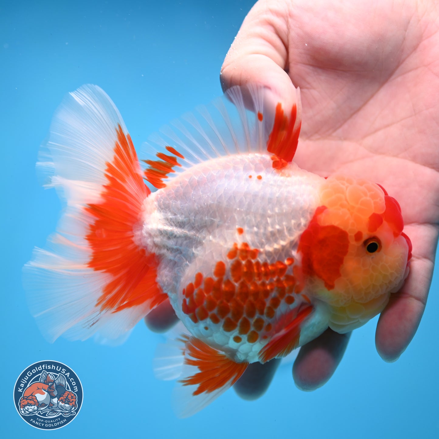 Polka Dot Red White Orchid Tail Oranda 4.5 inches Body - Female (250214_OR13)