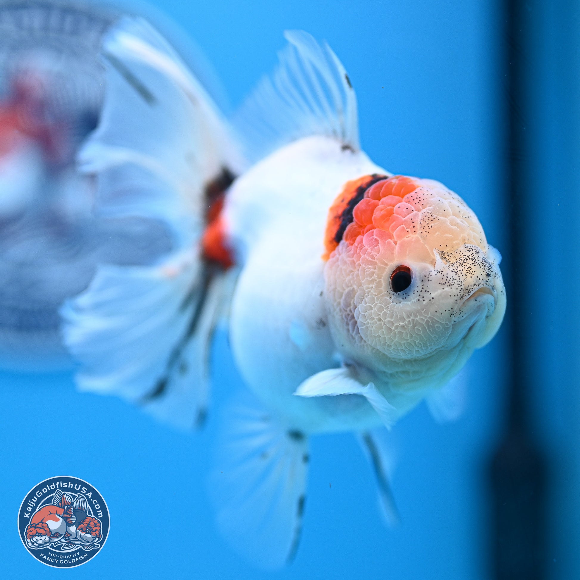 Calico Rose Tail Oranda 4-5 inches (240920_OR13) - Kaiju Goldfish USA