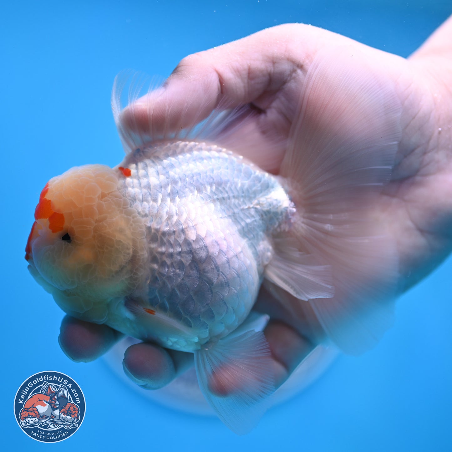Red White Rose Tail Oranda 3.5 inches Body - Female (250404_OR13)