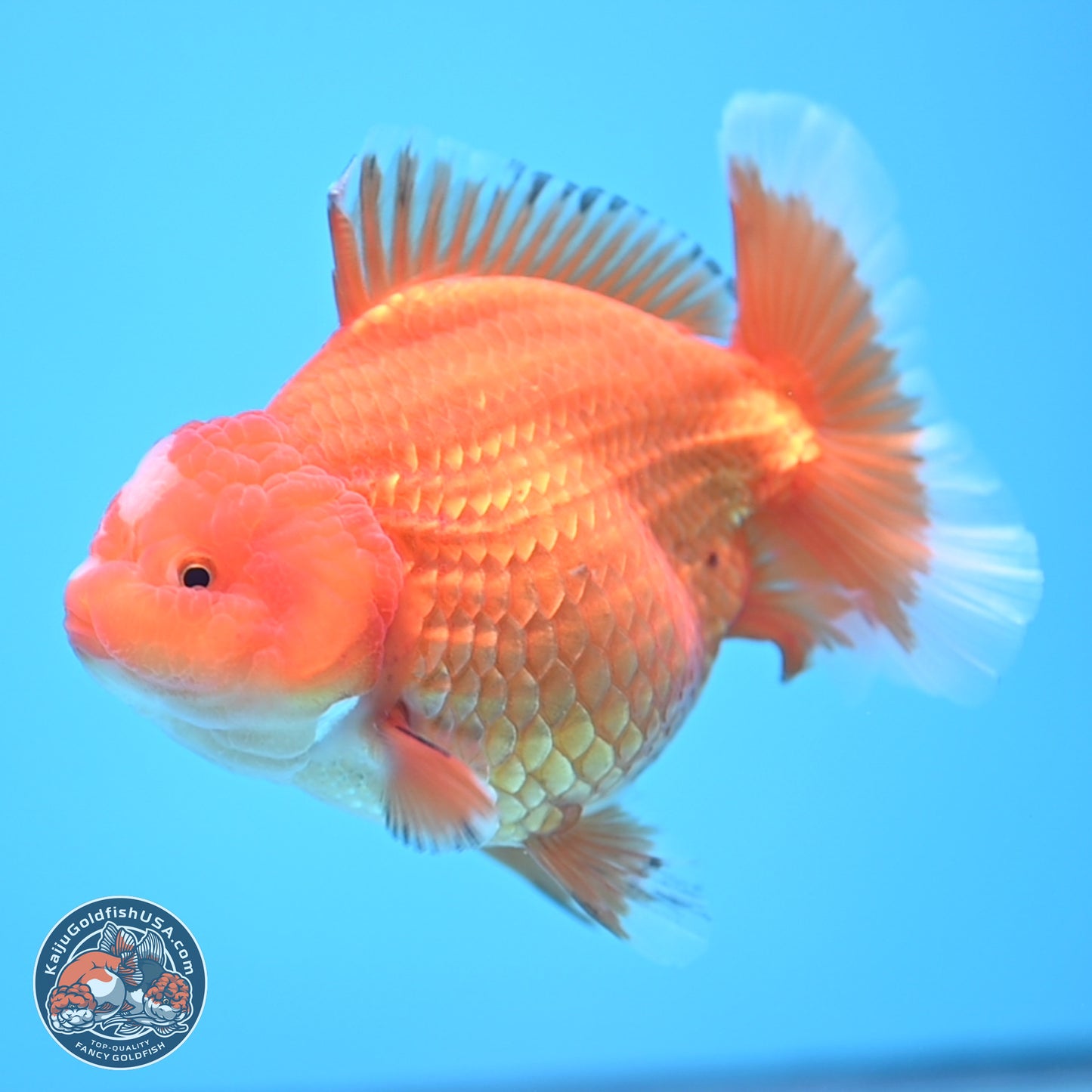 Classic Red Jade Seal Broad Tail Oranda 5 inches - Female (241115_OR13) - Kaiju Goldfish USA