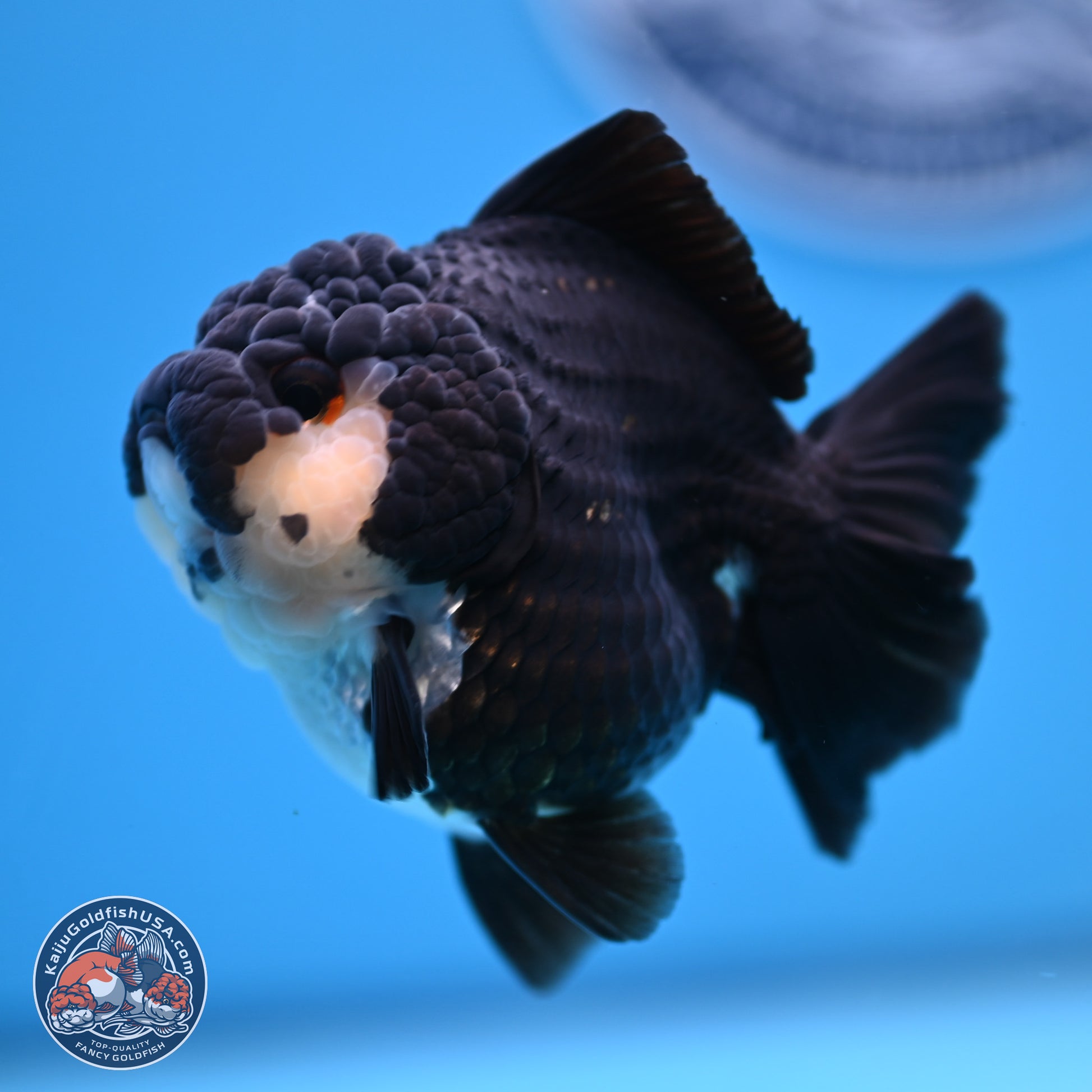 Panda YuanBao Oranda 3 inches Body - Female (241227_OR13) - Kaiju Goldfish USA
