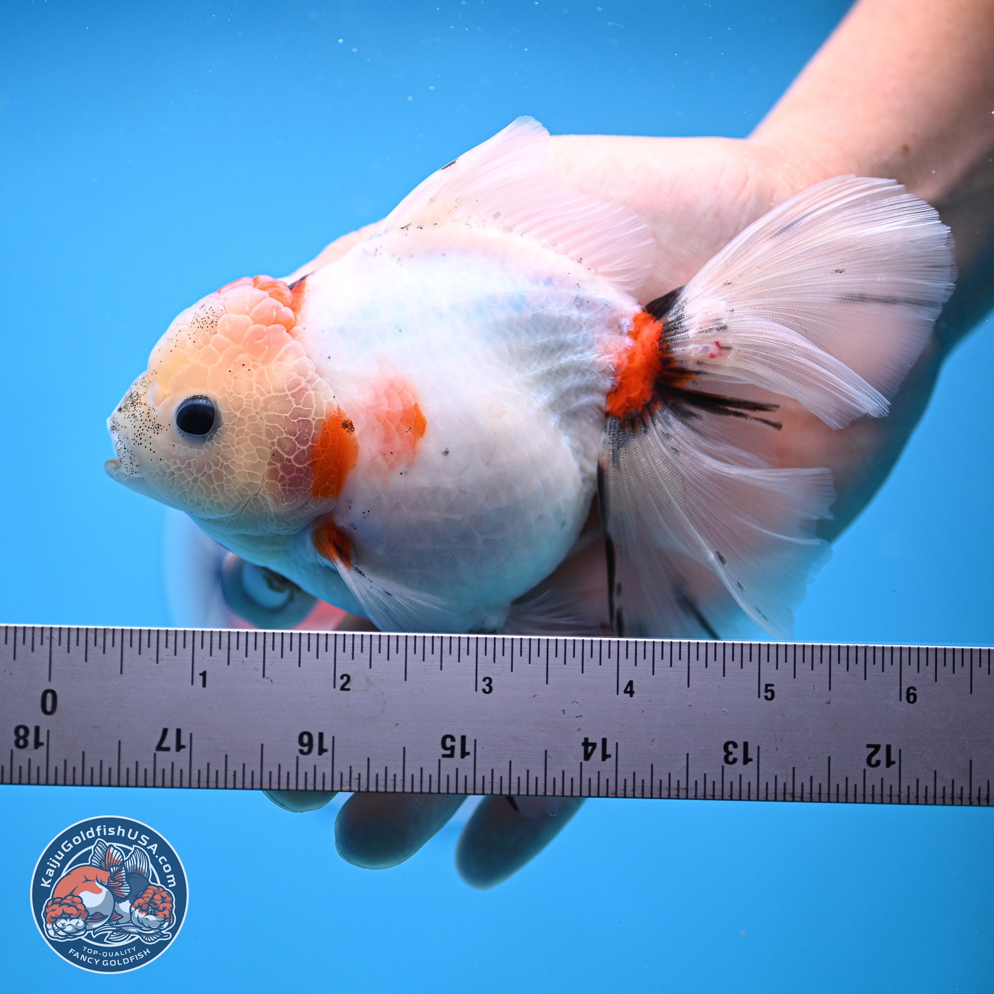 Calico Rose Tail Oranda 4-5 inches (240920_OR13) - Kaiju Goldfish USA