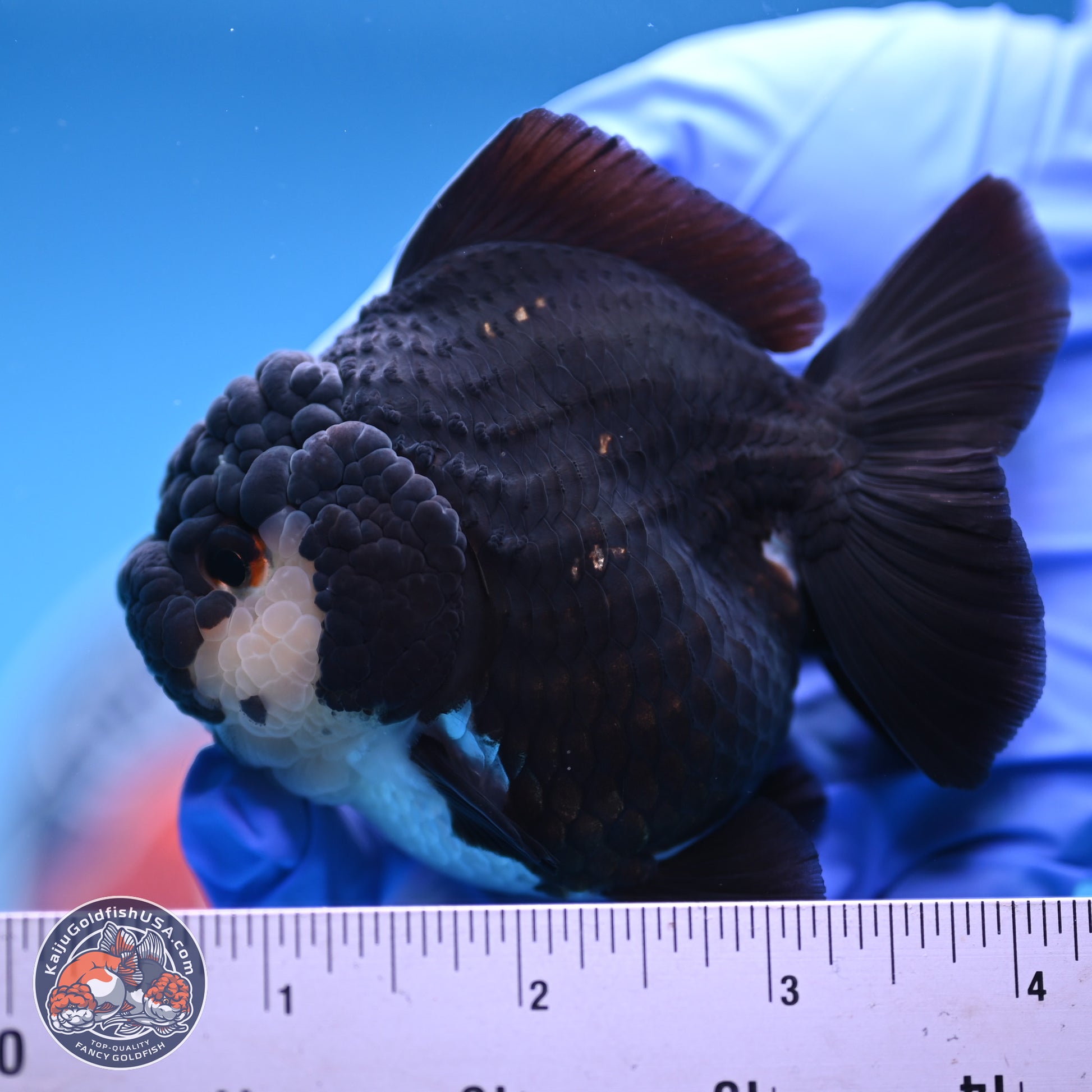 Panda YuanBao Oranda 3 inches Body - Female (241227_OR13) - Kaiju Goldfish USA