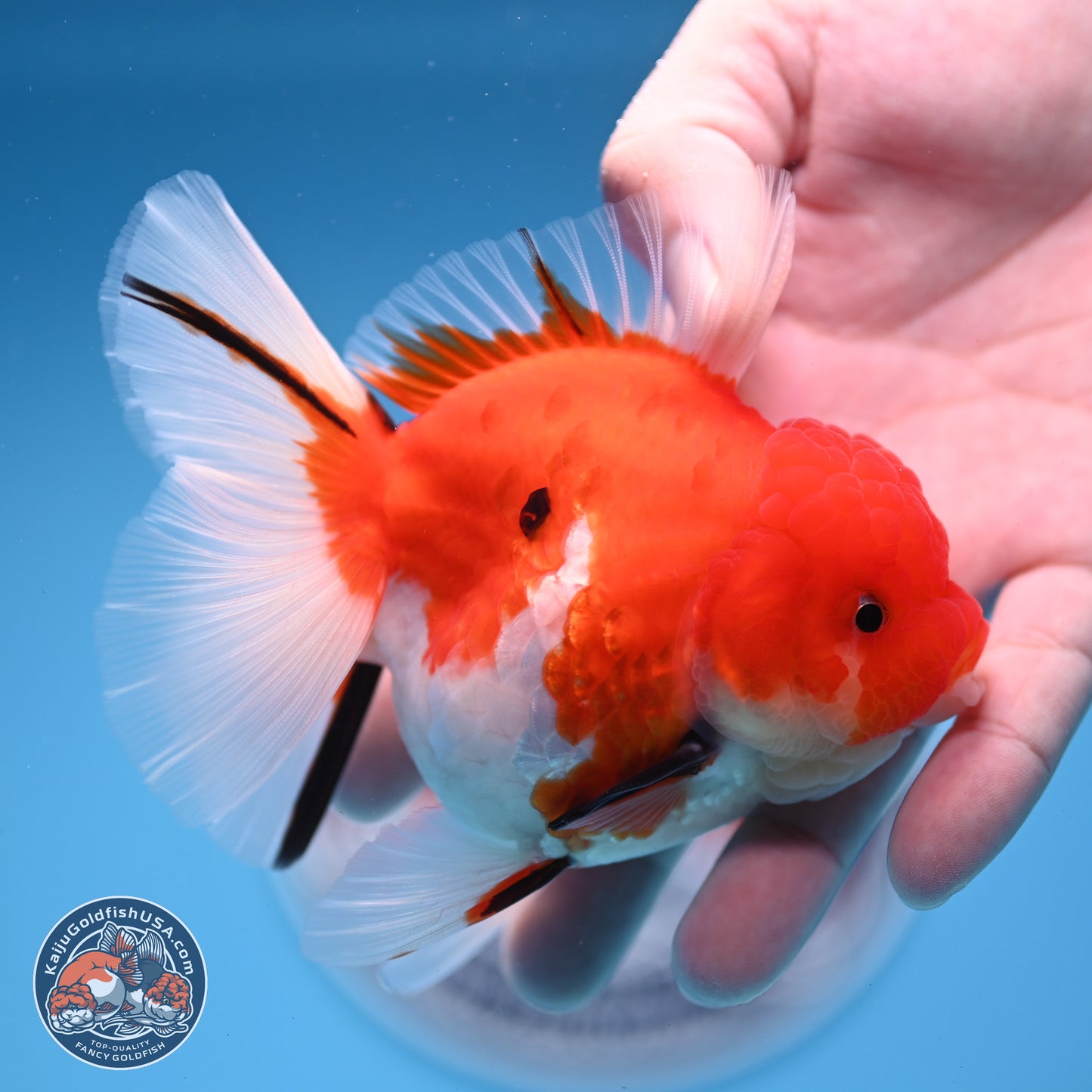 Tricolor Sakura Rose Tail Oranda 3.5 inches Body - Female (250228_OR13)