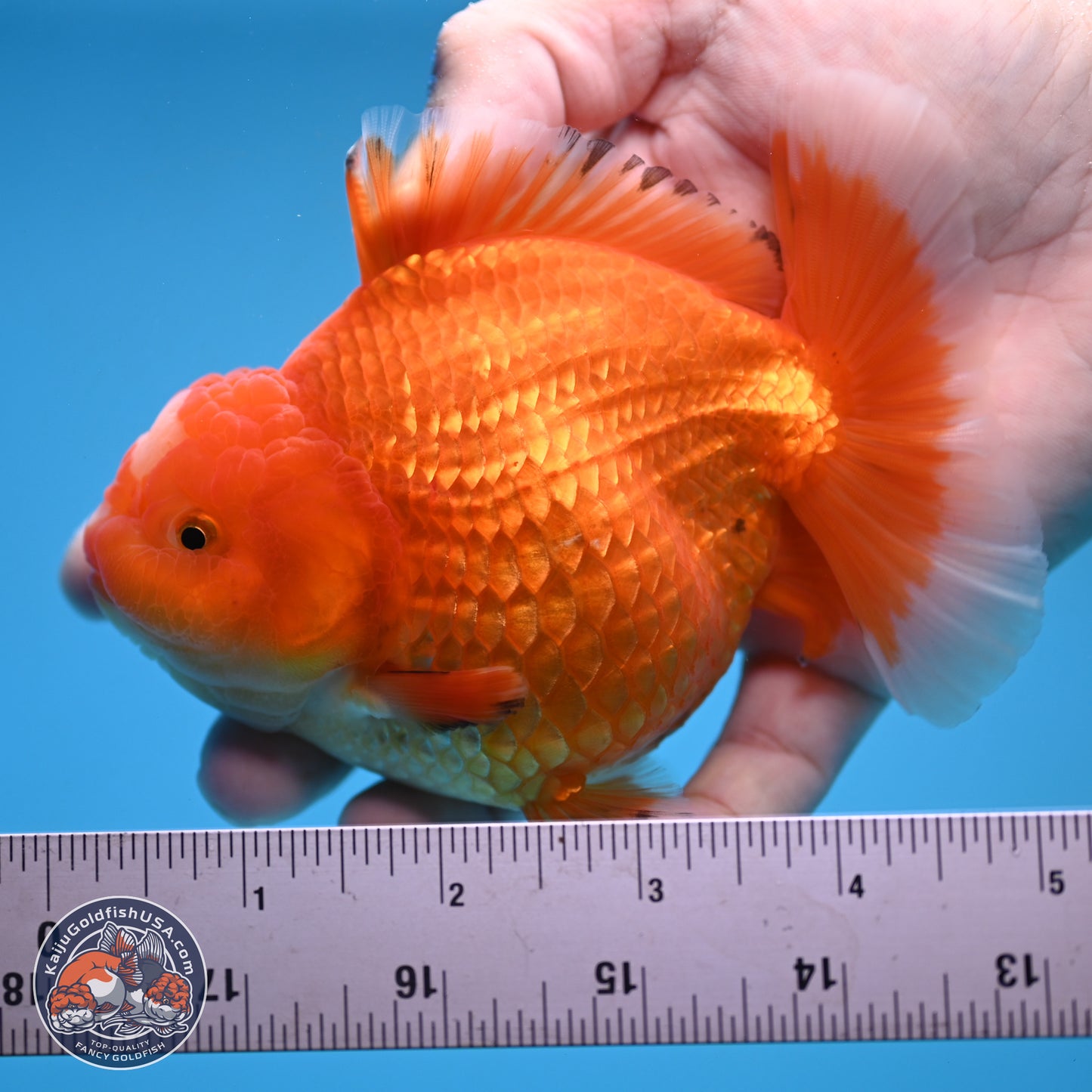 Classic Red Jade Seal Broad Tail Oranda 5 inches - Female (241115_OR13) - Kaiju Goldfish USA