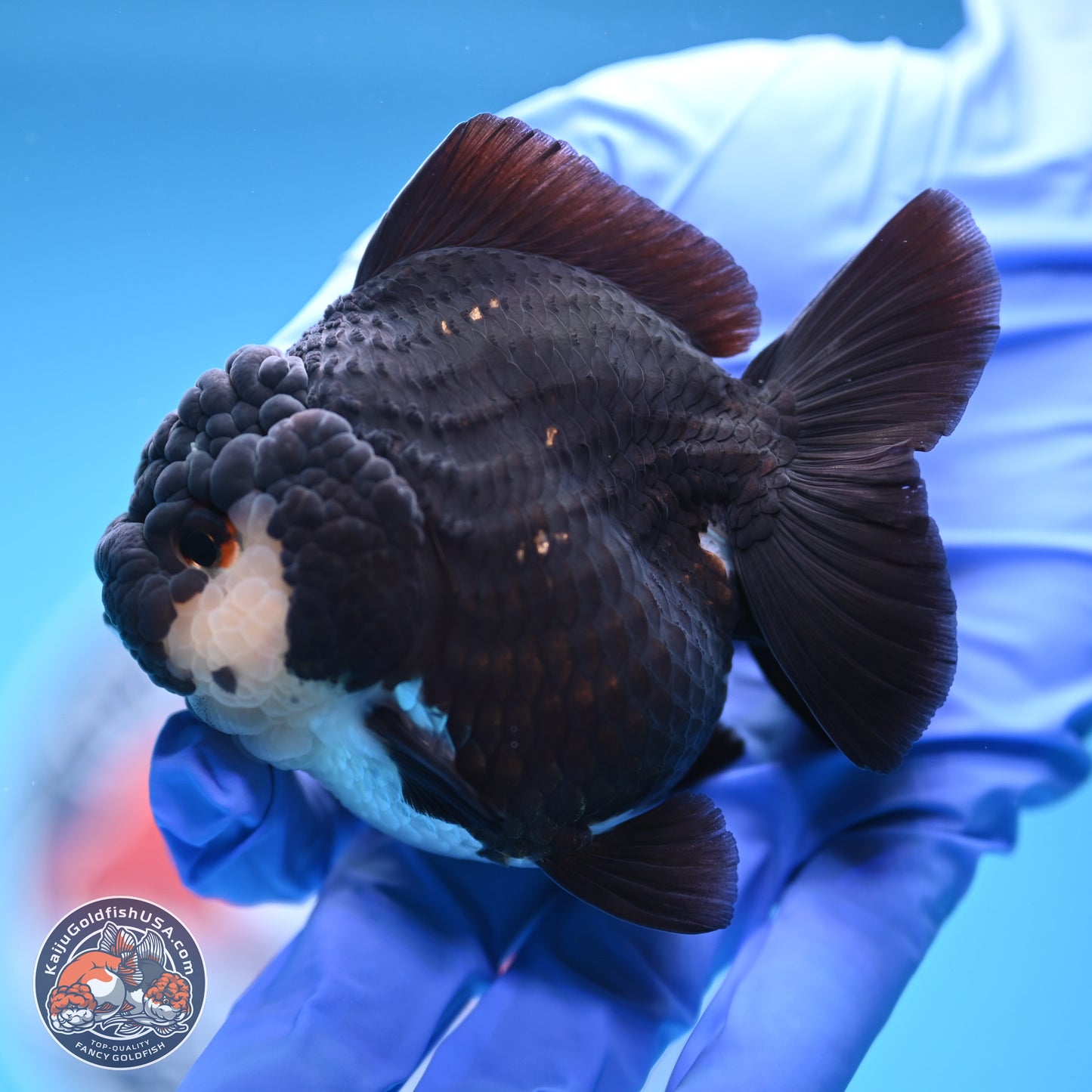 Panda YuanBao Oranda 3 inches Body - Female (241227_OR13) - Kaiju Goldfish USA