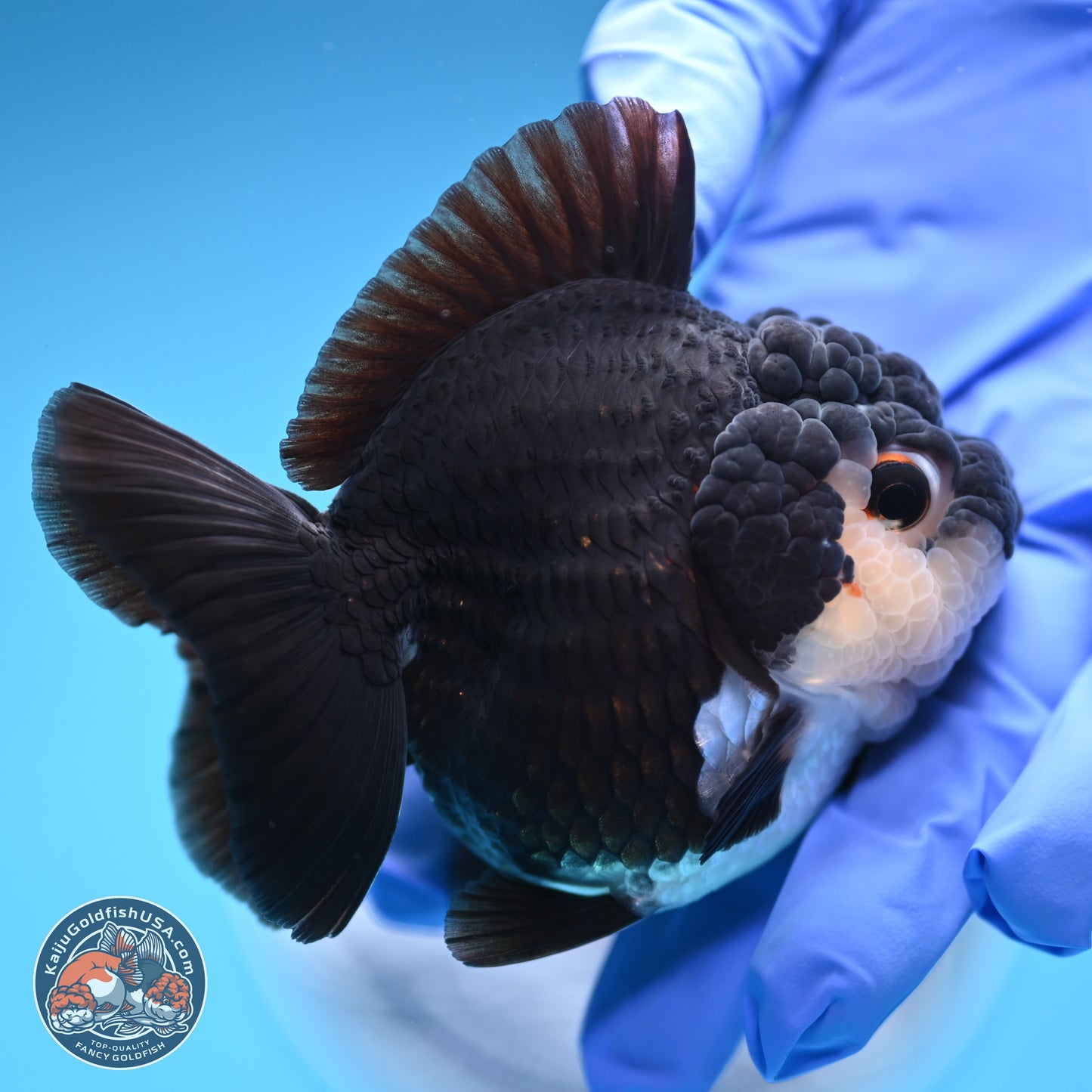 Panda YuanBao Oranda 3 inches Body - Female (241227_OR13) - Kaiju Goldfish USA