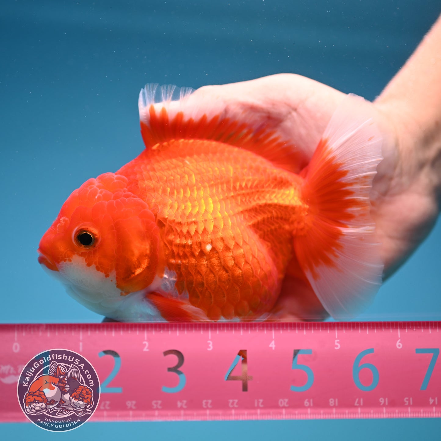 Red White Oranda 4.5 inch Body (250912_OR13)