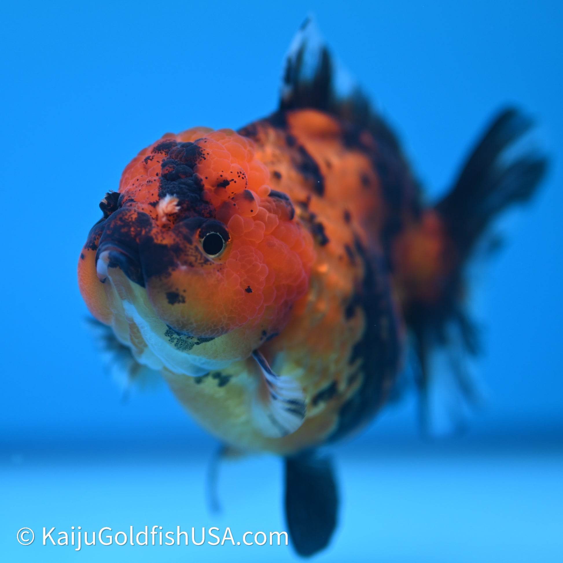 Shogun Godzilla Tiger Oranda 3.5in Body (240614_OR13) - Kaiju Goldfish USA