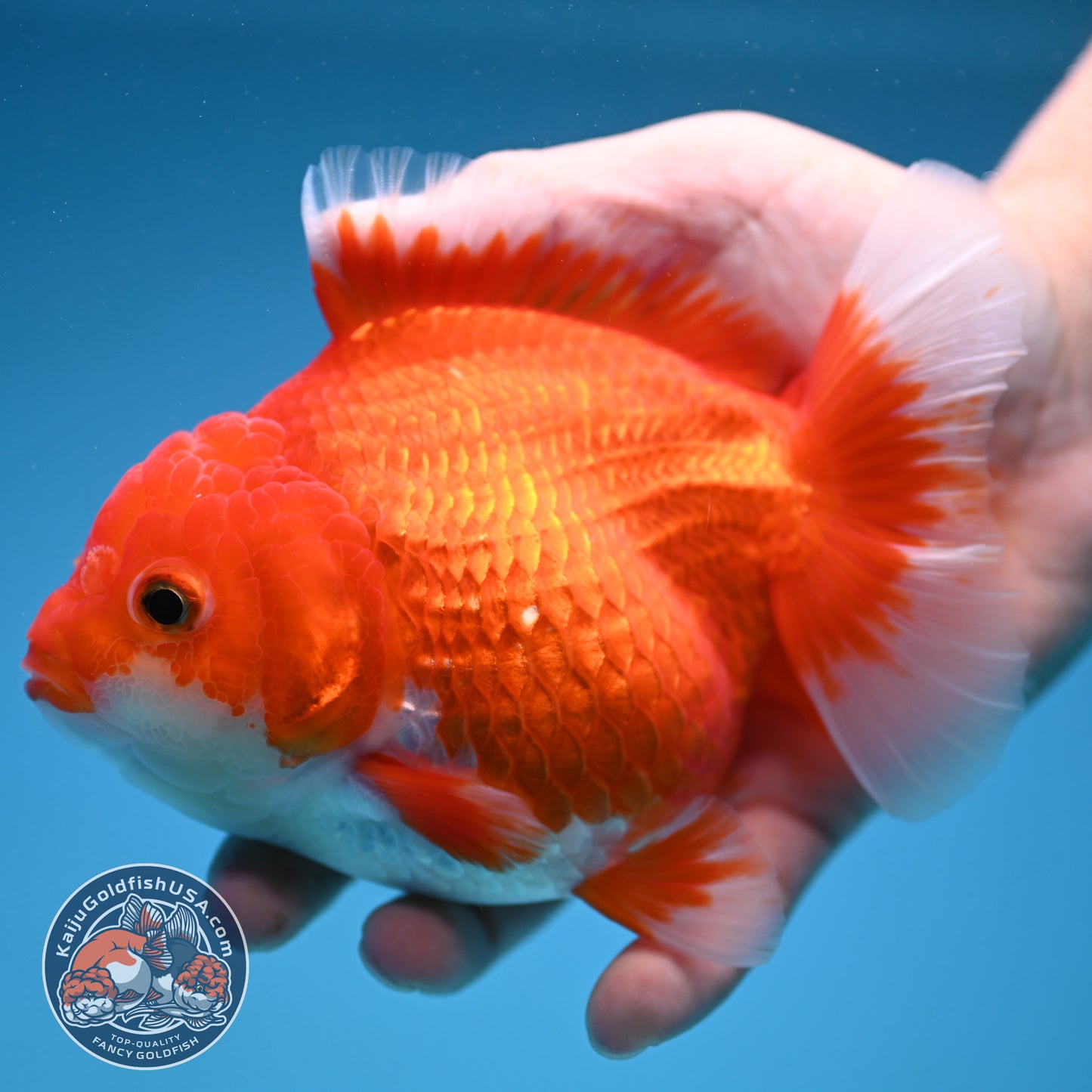 Red White Oranda 4.5 inch Body (250912_OR13)