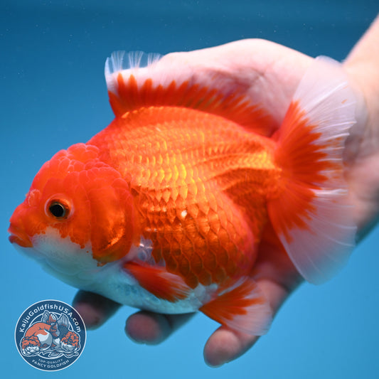 Red White Oranda 4.5 inch Body (250912_OR13)