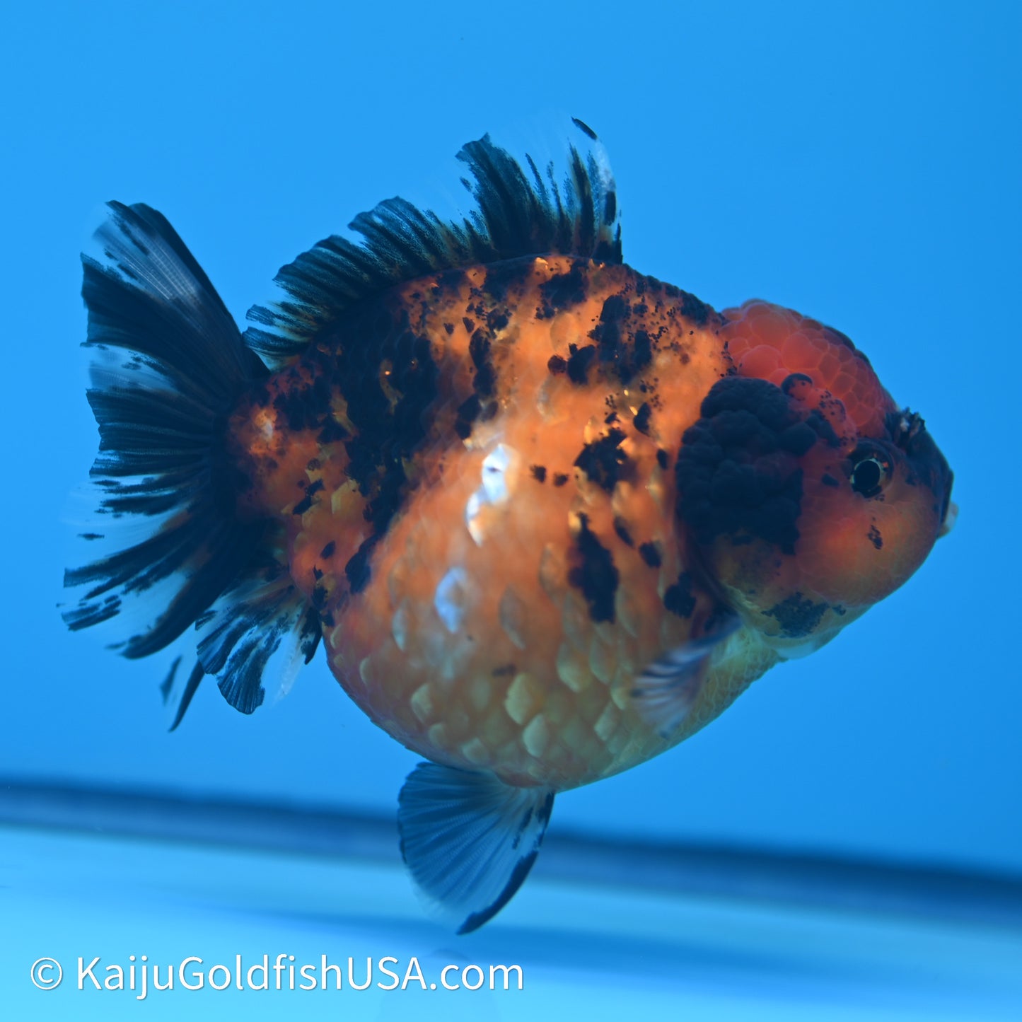 Shogun Godzilla Tiger Oranda 3.5in Body (240614_OR13) - Kaiju Goldfish USA