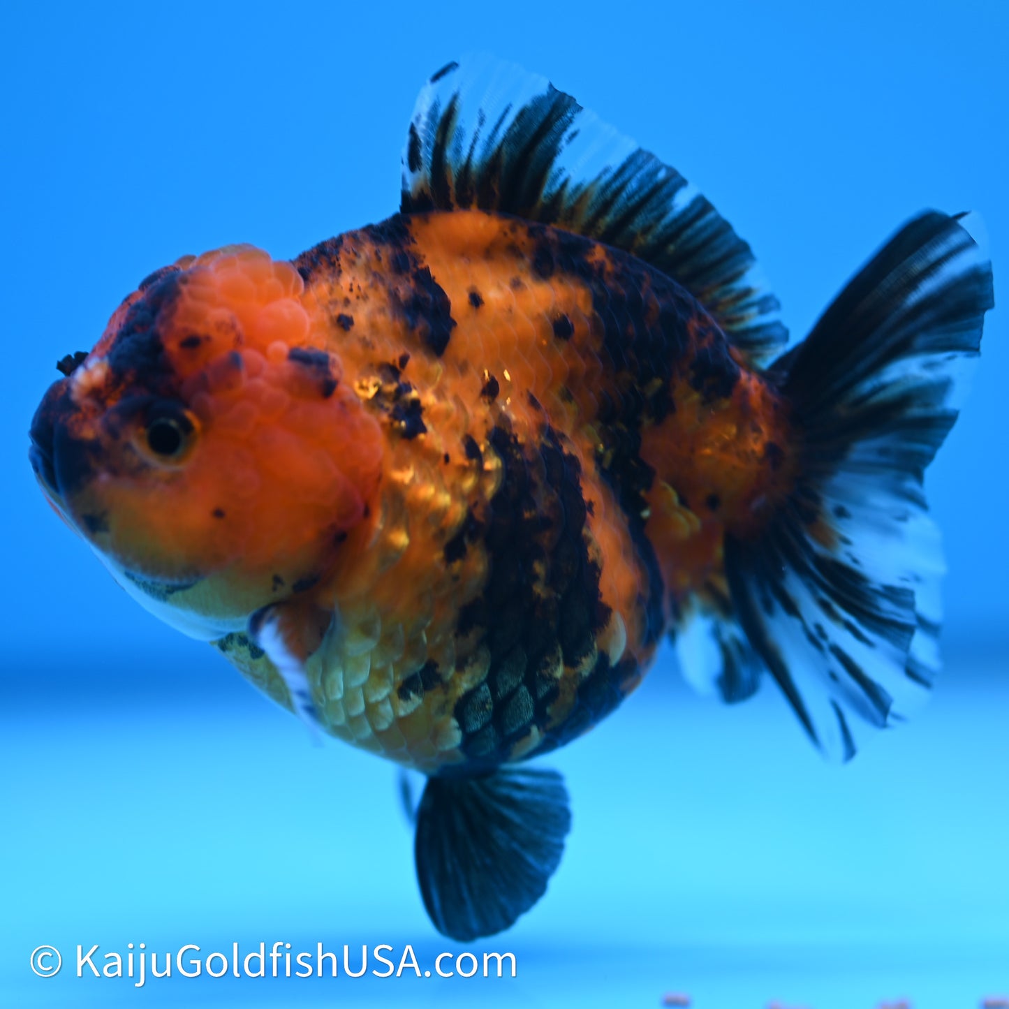 Shogun Godzilla Tiger Oranda 3.5in Body (240614_OR13) - Kaiju Goldfish USA