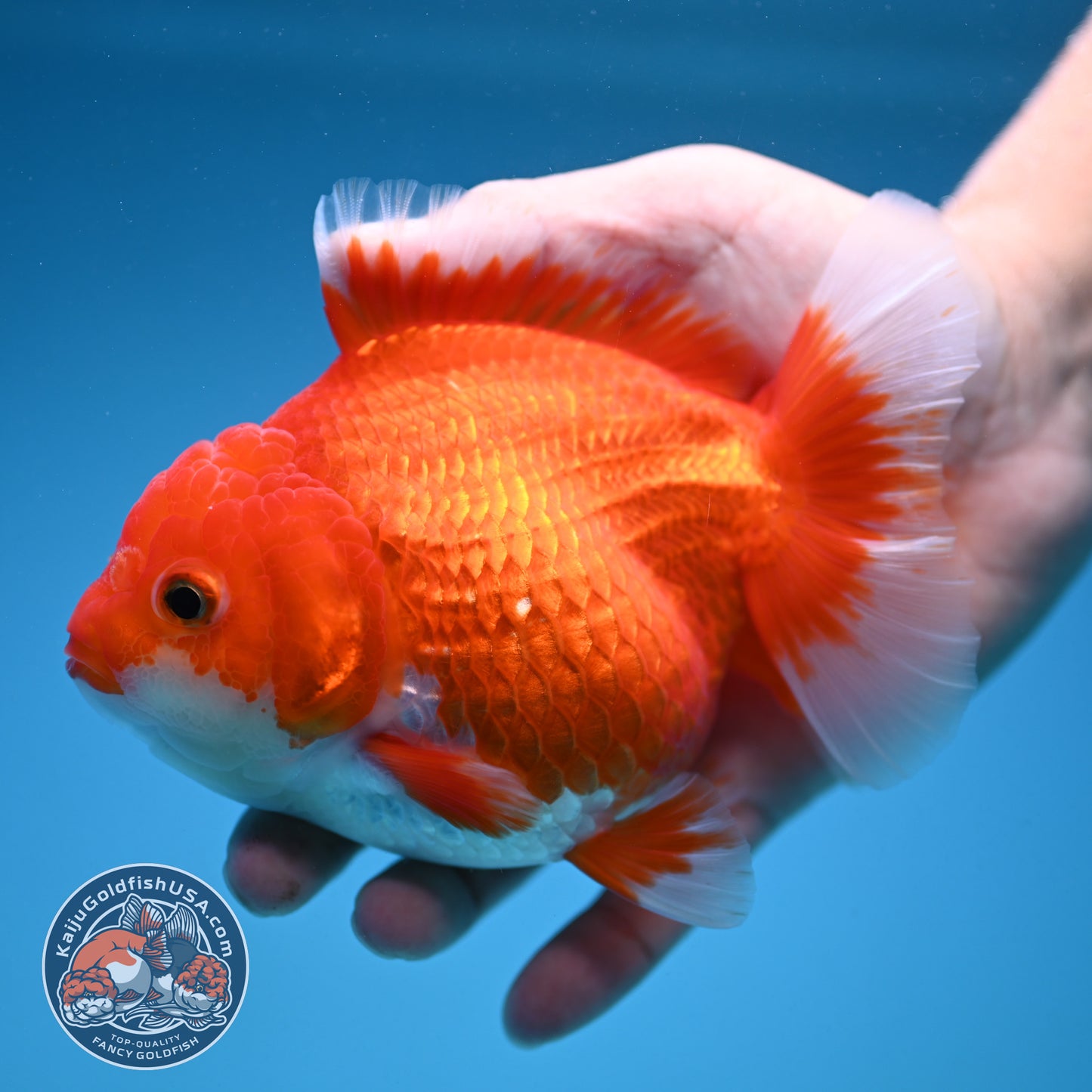 Red White Oranda 4.5 inch Body (250912_OR13)