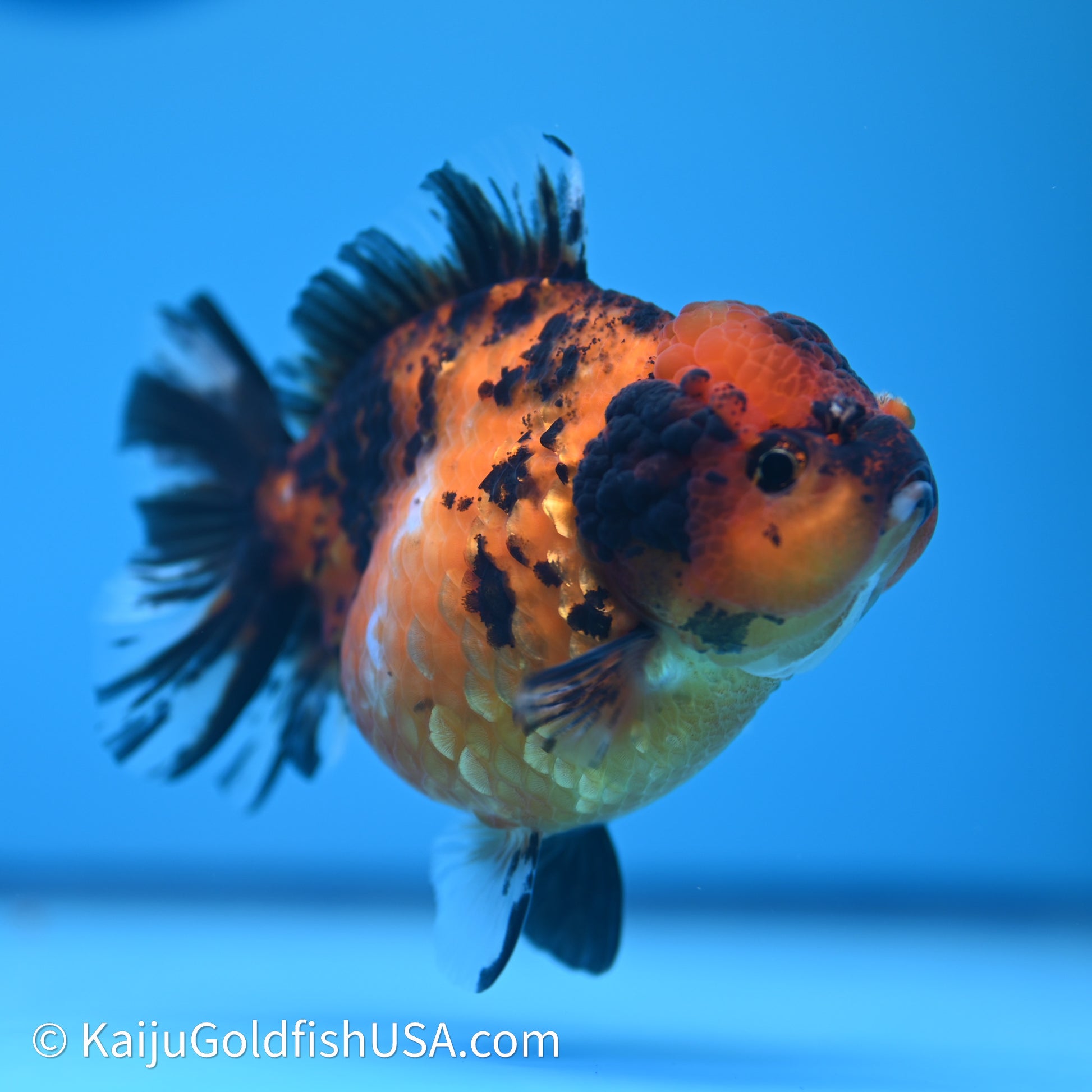 Shogun Godzilla Tiger Oranda 3.5in Body (240614_OR13) - Kaiju Goldfish USA