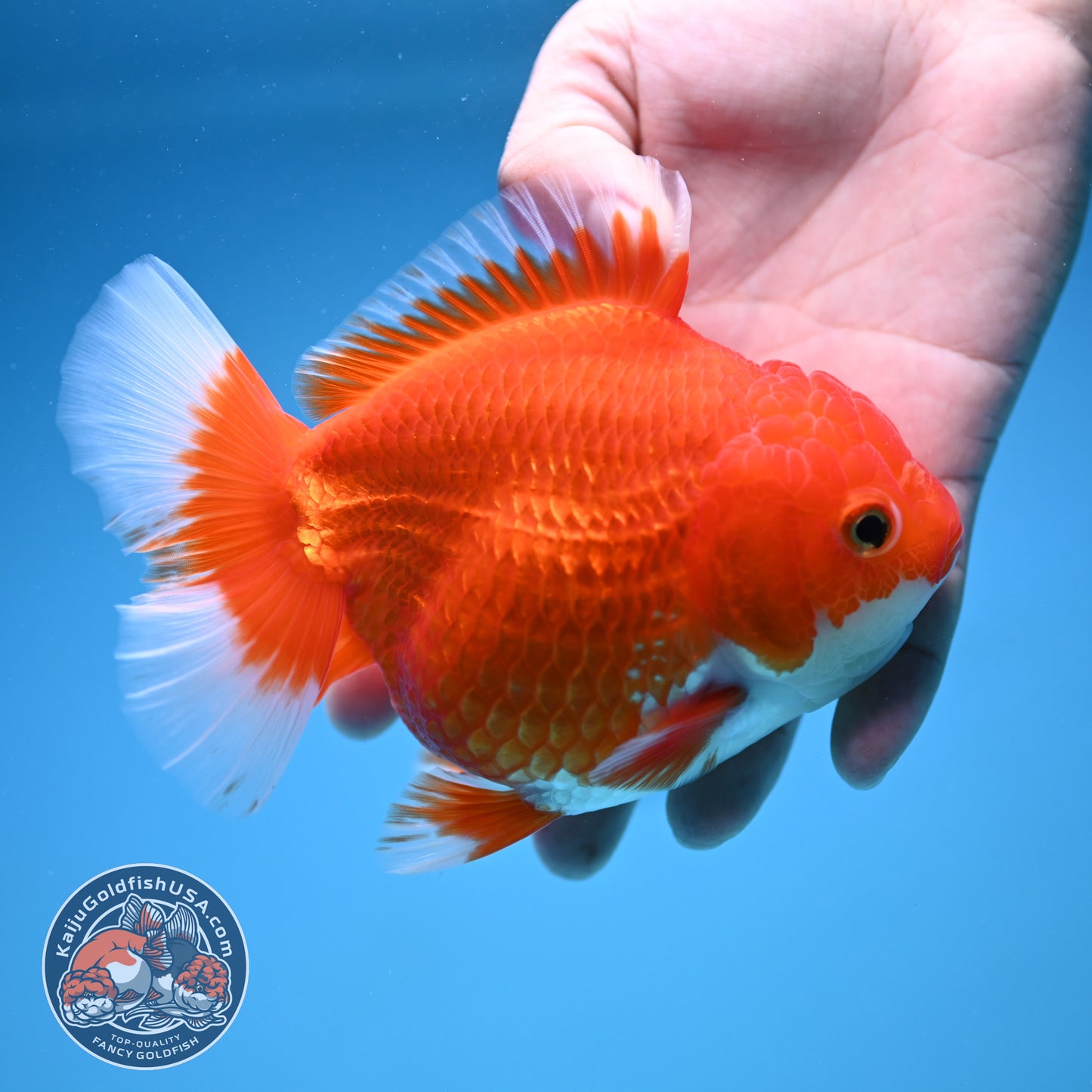 Red White Oranda 4.5 inch Body (250912_OR13)