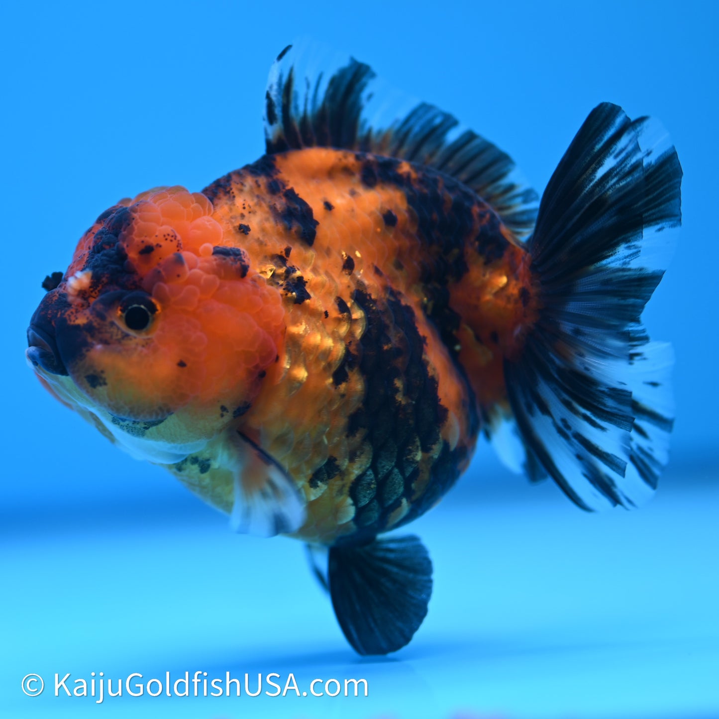 Shogun Godzilla Tiger Oranda 3.5in Body (240614_OR13) - Kaiju Goldfish USA