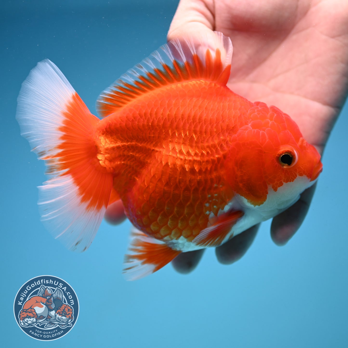 Red White Oranda 4.5 inch Body (250912_OR13)