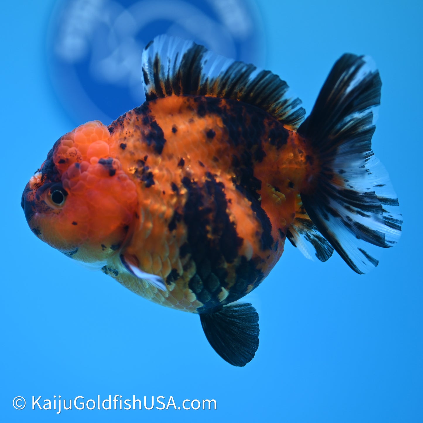 Shogun Godzilla Tiger Oranda 3.5in Body (240614_OR13) - Kaiju Goldfish USA