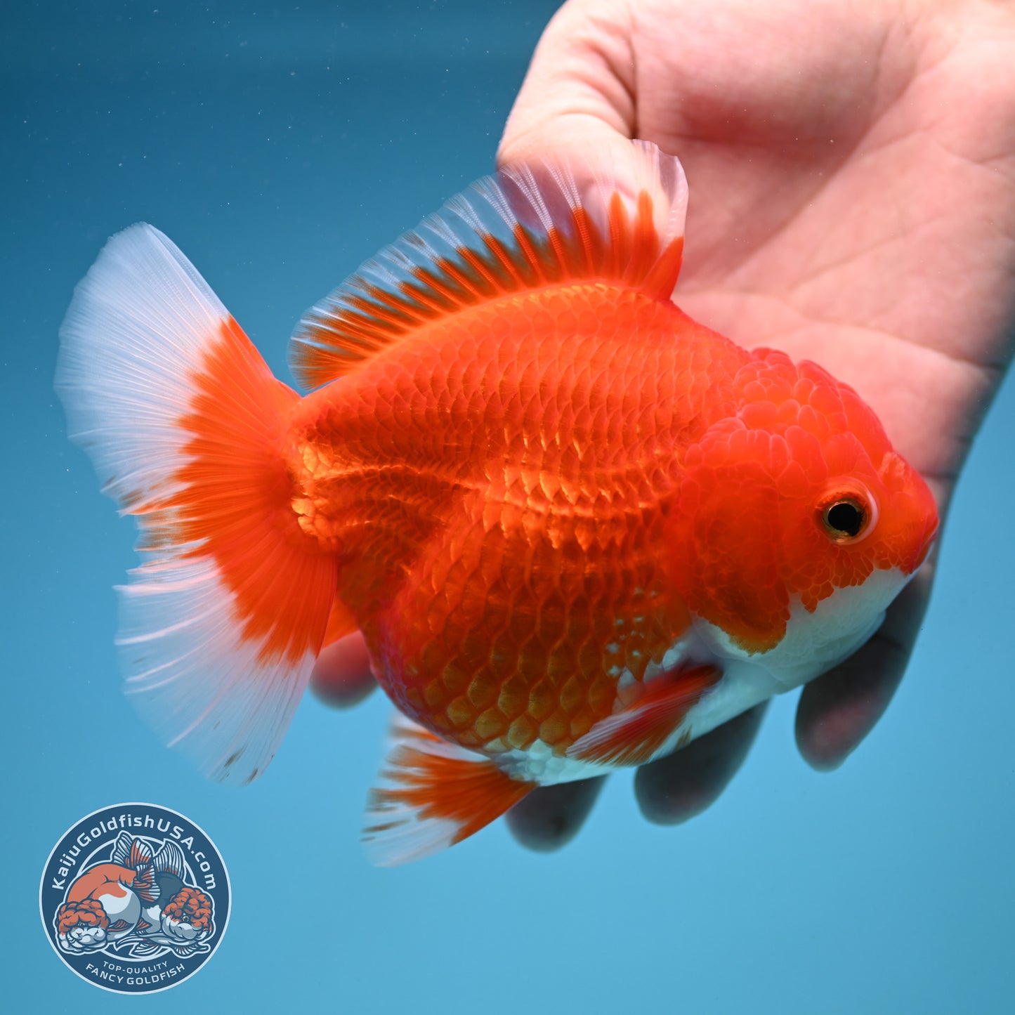 Red White Oranda 4.5 inch Body (250912_OR13)
