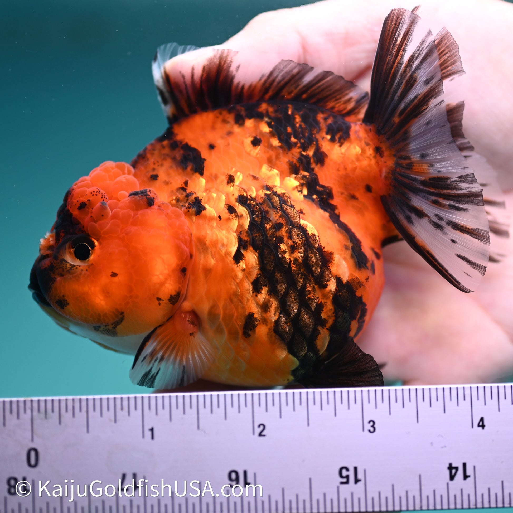 Shogun Godzilla Tiger Oranda 3.5in Body (240614_OR13) - Kaiju Goldfish USA