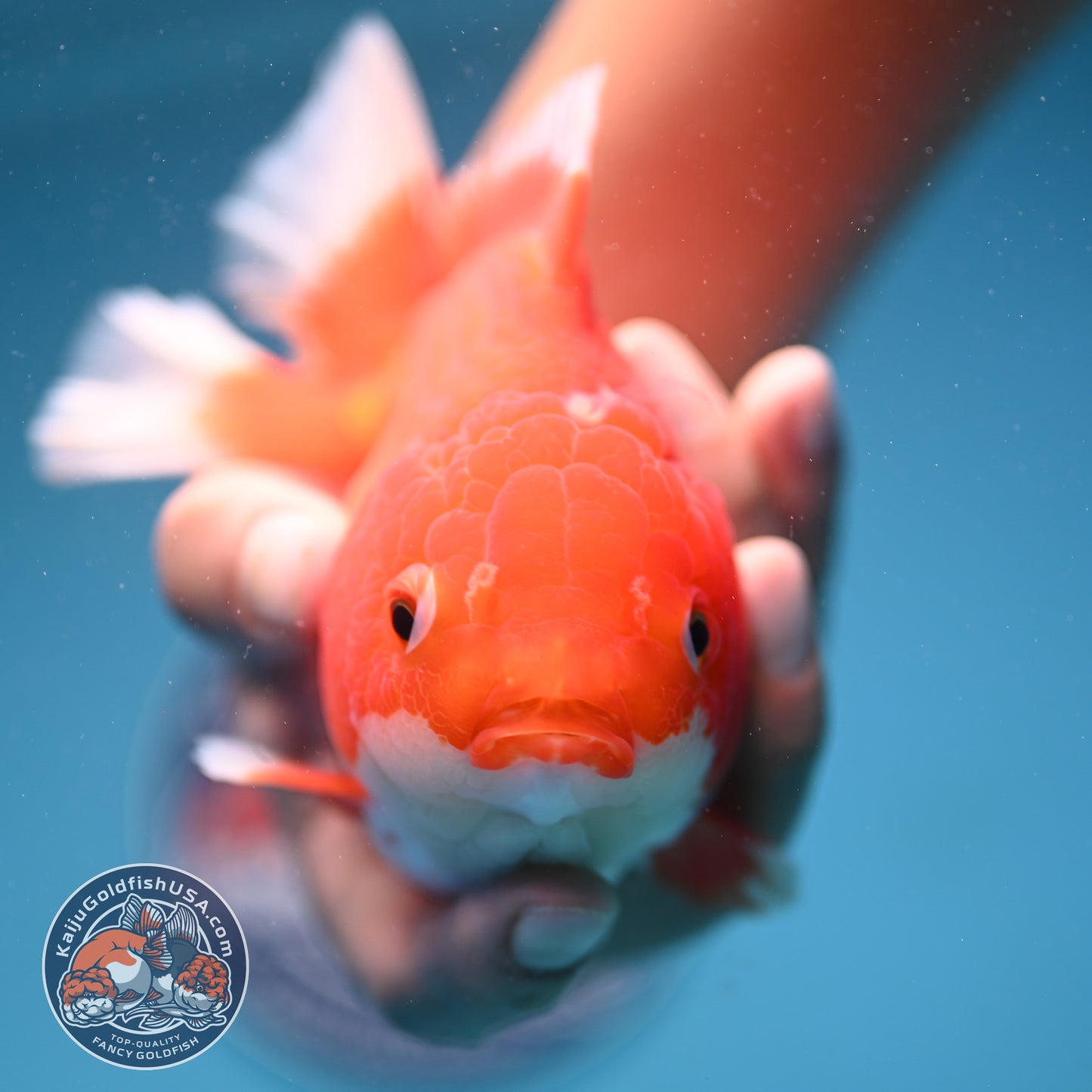 Red White Oranda 4.5 inch Body (250912_OR13)