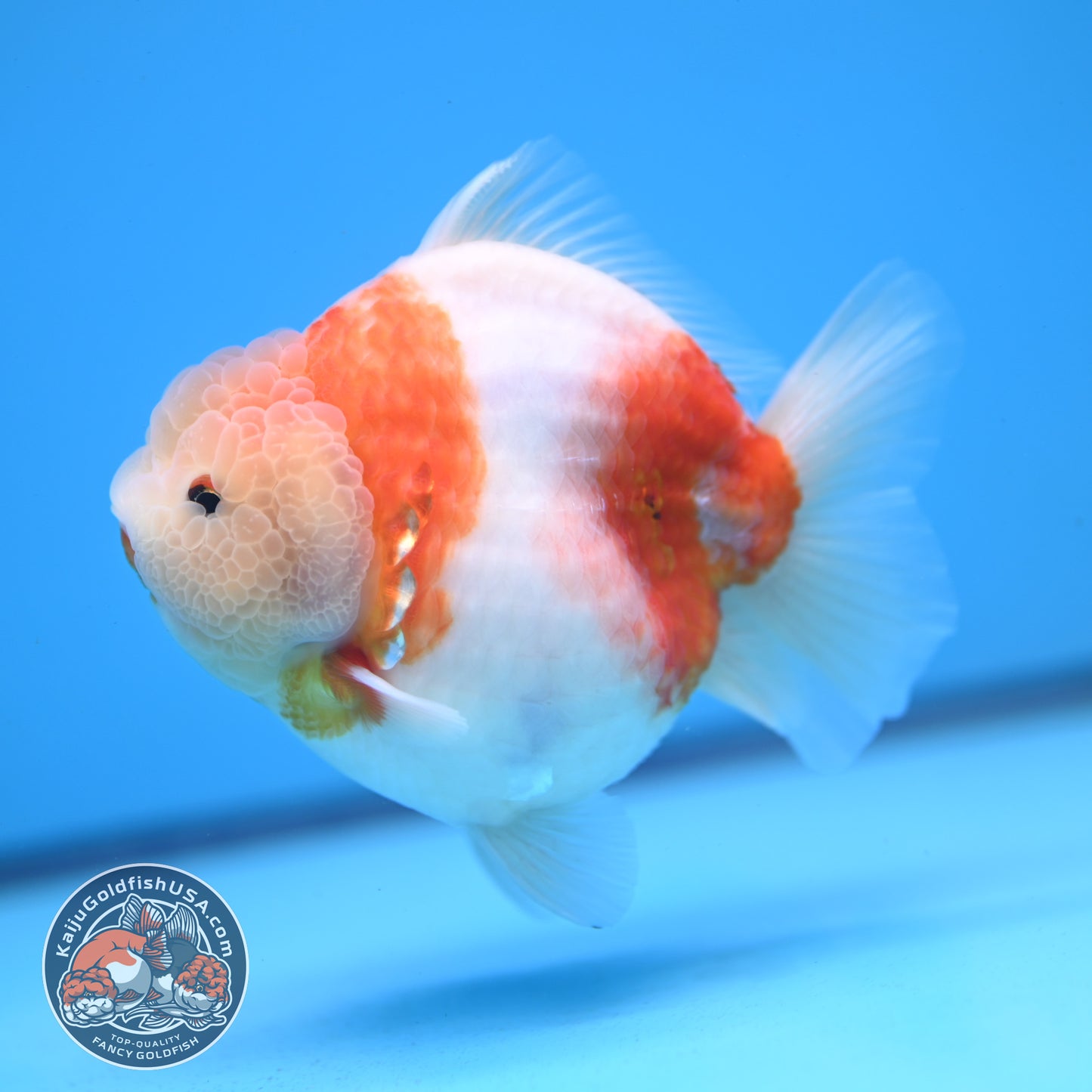 Sakura Oranda 4 inches Body (250606_OR13)