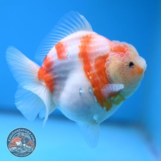 Sakura Oranda 4 inches Body (250606_OR13)