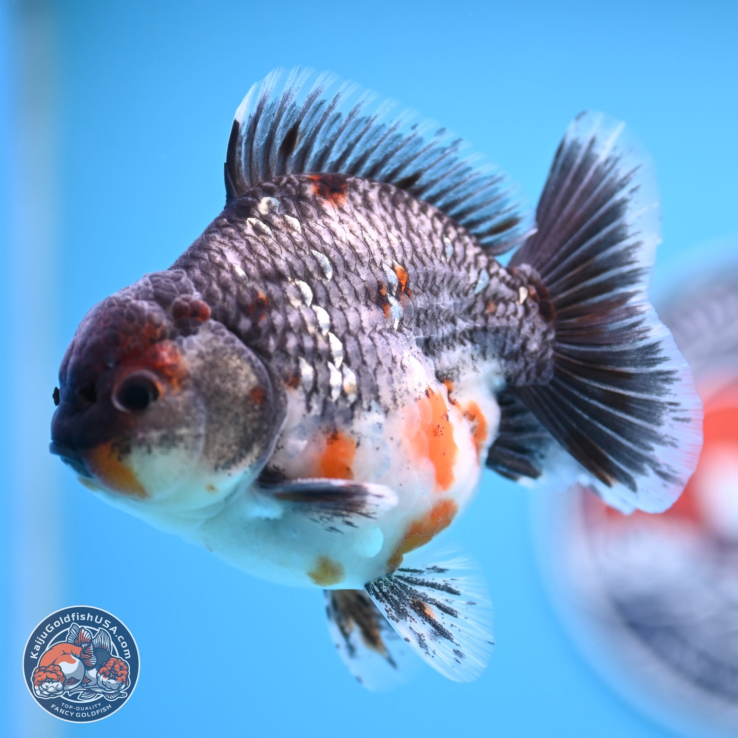 Shogun Grey Kirin Oranda 4 inches Body - Male (250207_OR13)