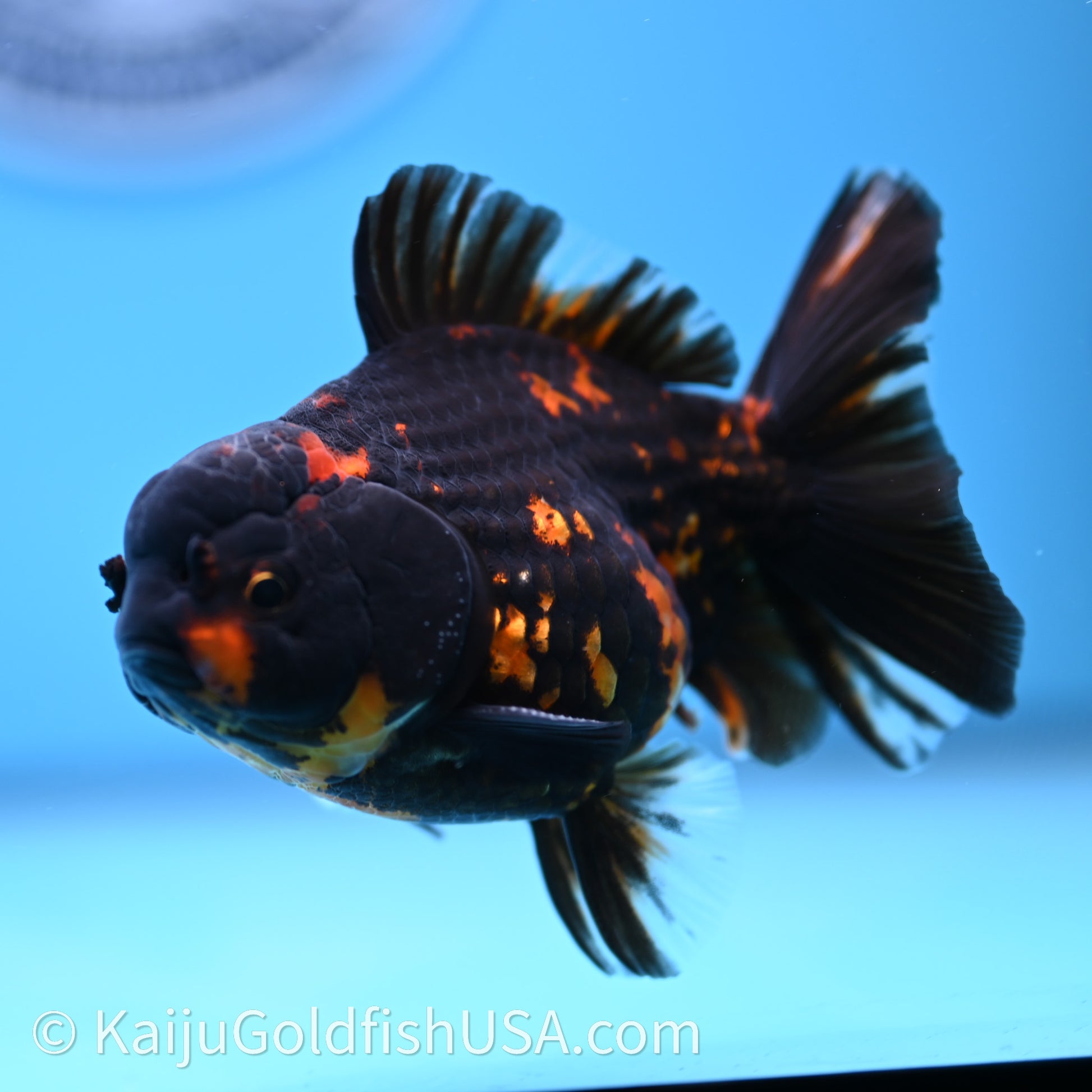 Heavy Ink Tiger YuanBao Oranda 3.5 inches (240726_OR13) - Kaiju Goldfish USA