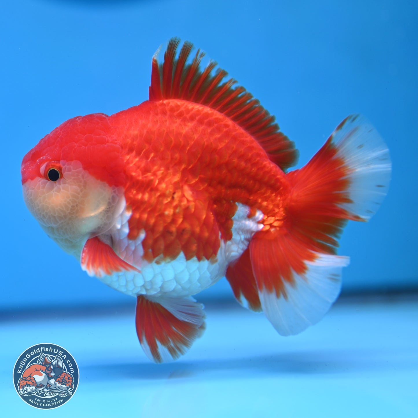 Batik Scale Red White Oranda 3.5 inches Body - Male (250307_OR13)