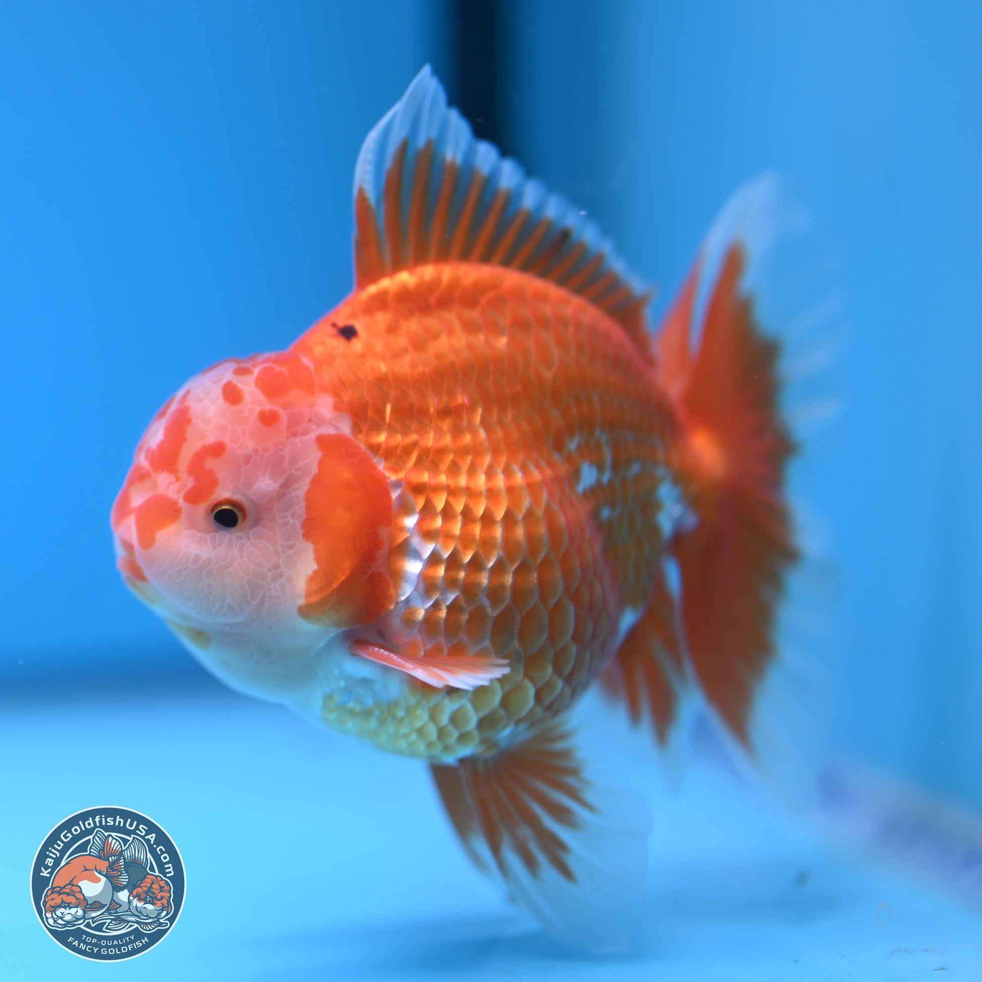 Red White Rose Tail Oranda 4.5 inches - Male (241122_OR13) - Kaiju Goldfish USA