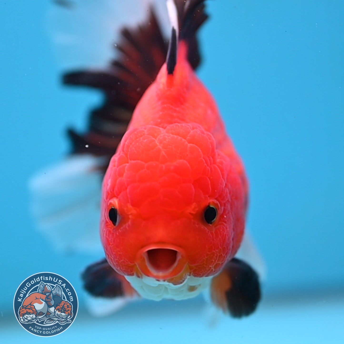 Apache Orchid Tail Oranda 4 inch Body (251003_OR13)