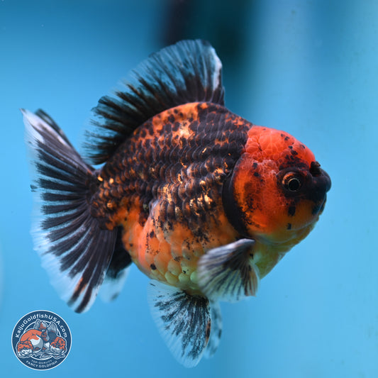 Shogun Red Kirin Oranda 3.5 inches Body - Male (250131_OR13)