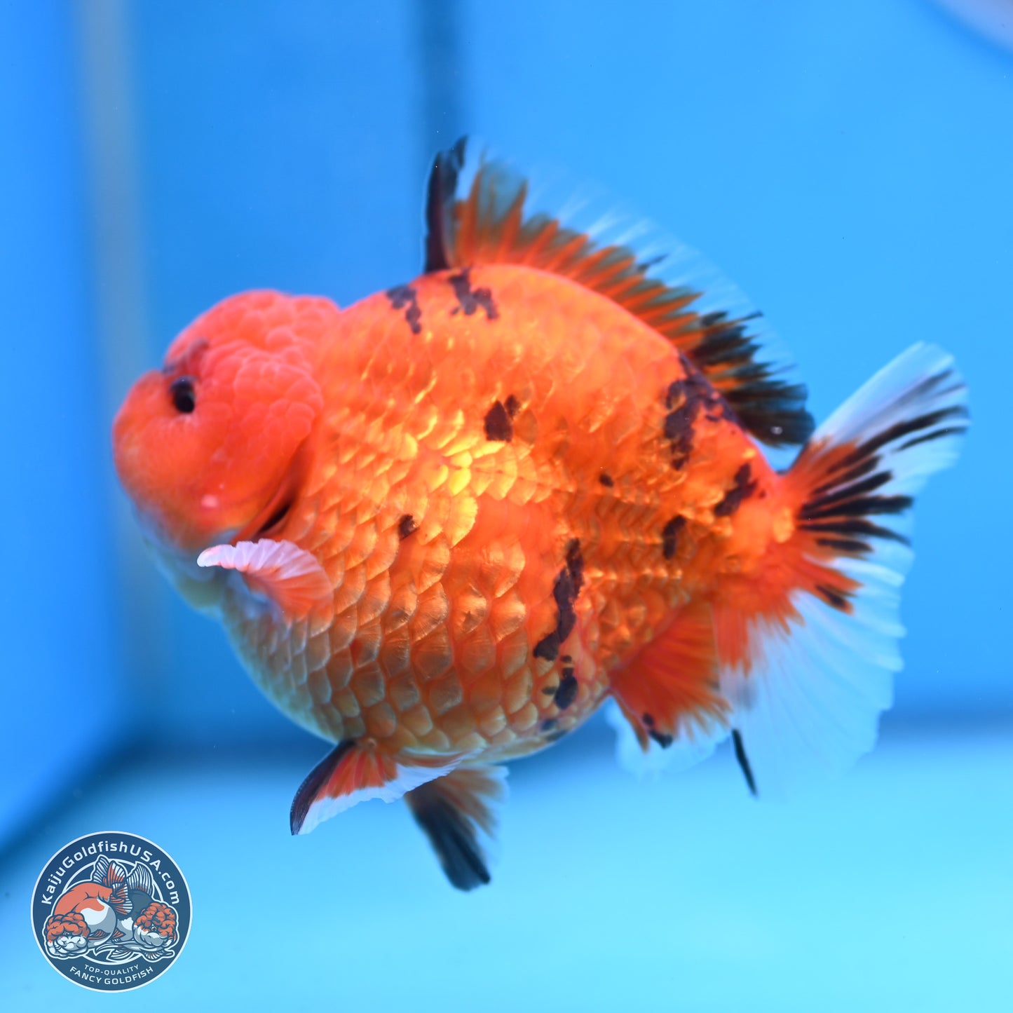 Tiger YuanBao Oranda 4 inches Body - Male (250103_OR13) - Kaiju Goldfish USA